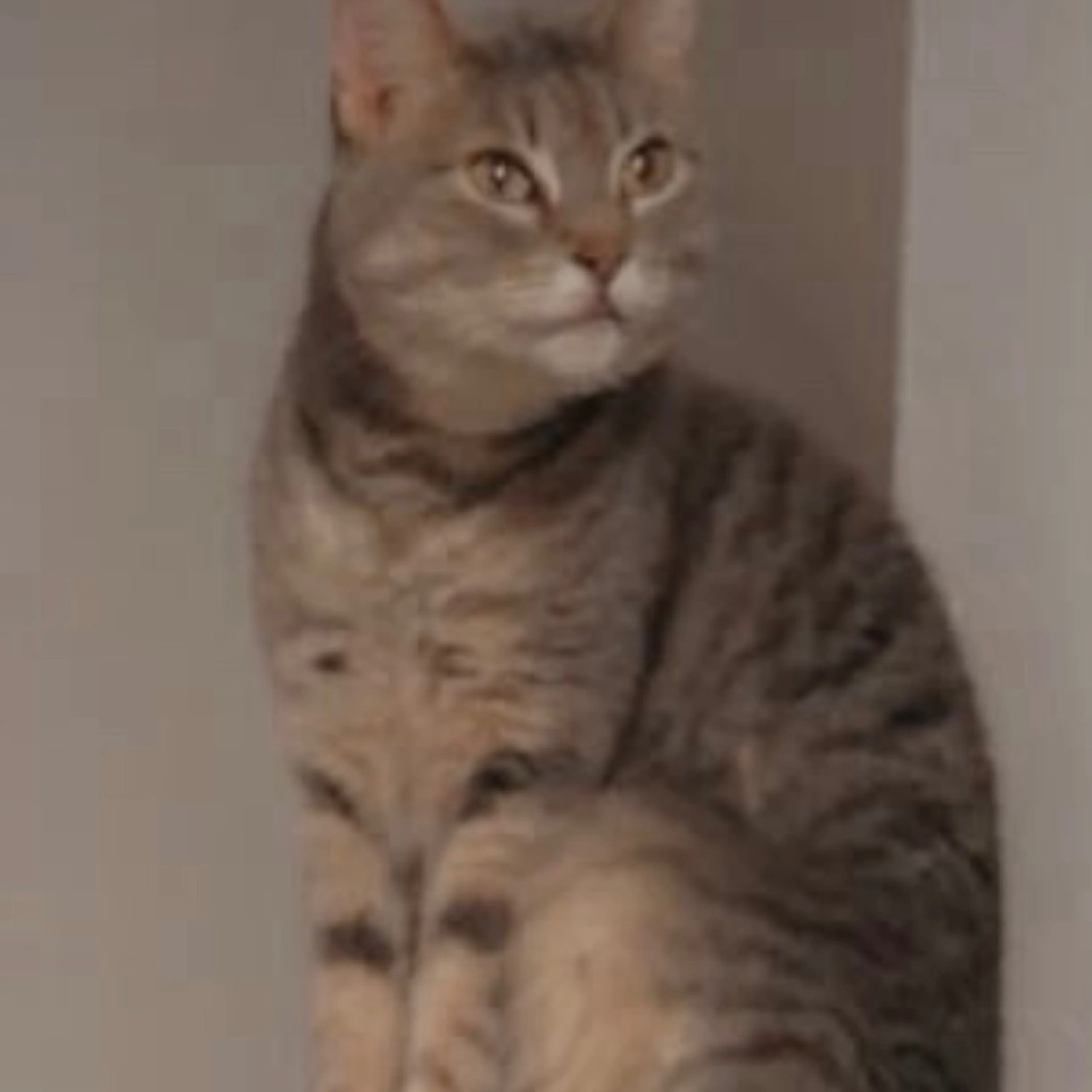 Lost pet-1
