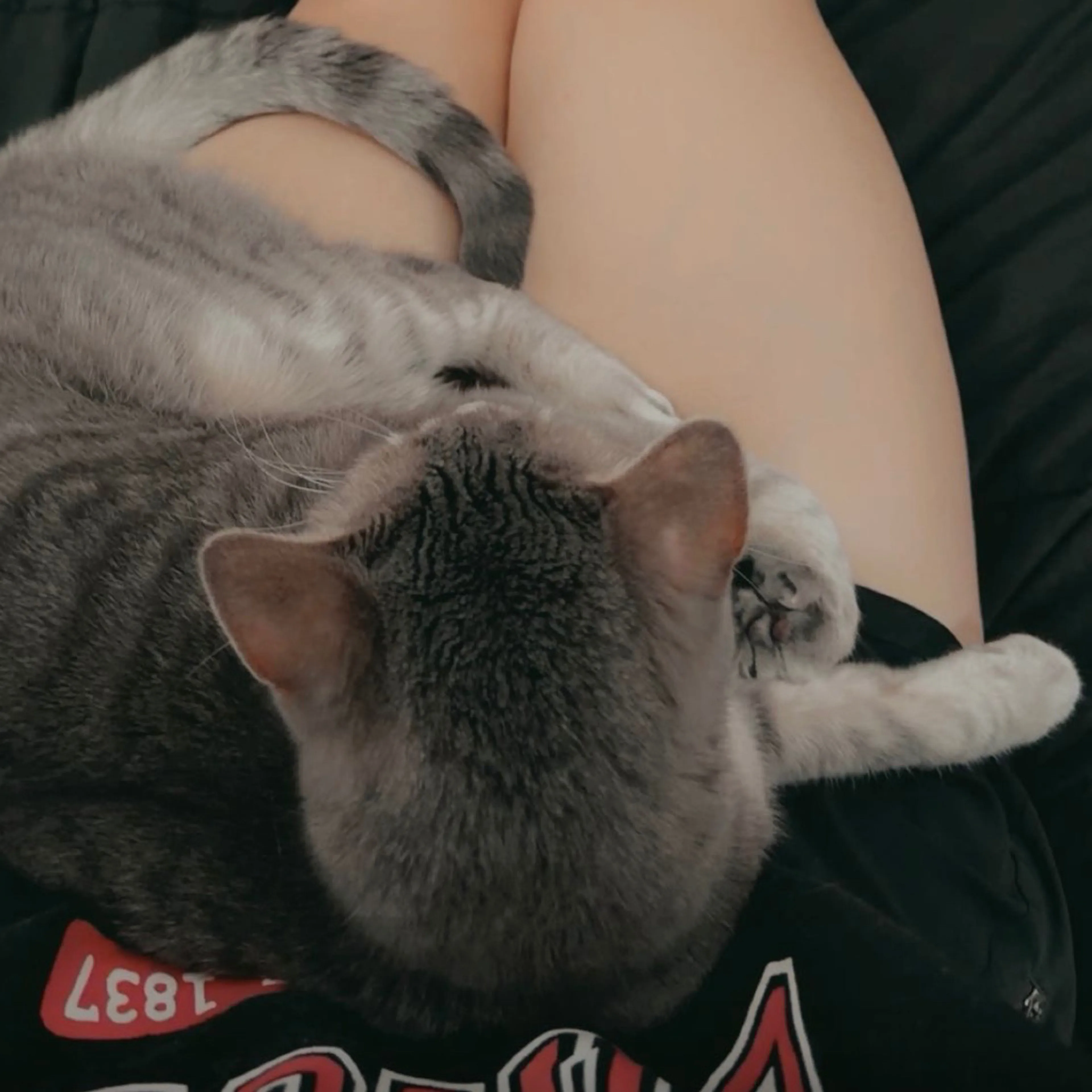 Lost pet-3