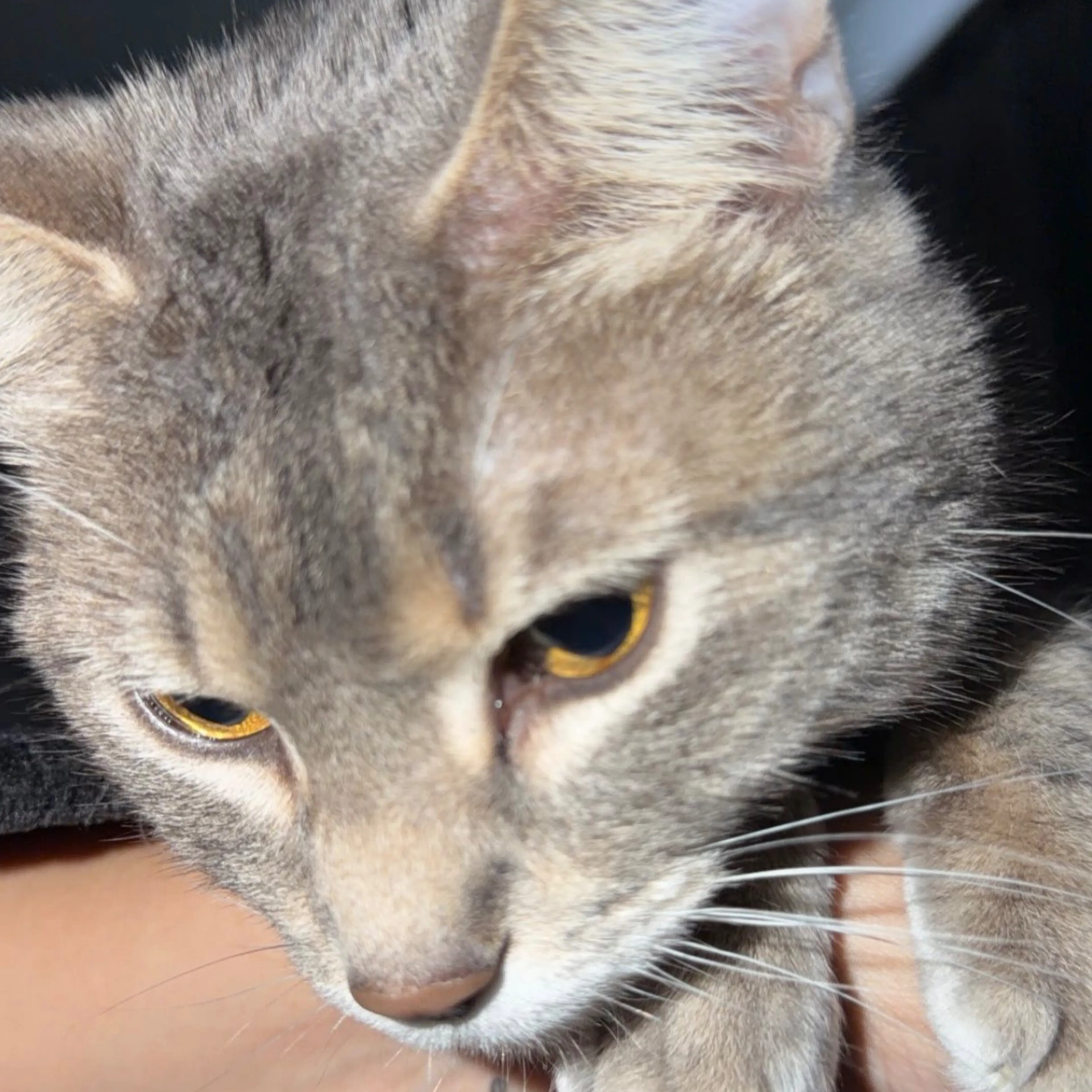 Lost pet-2
