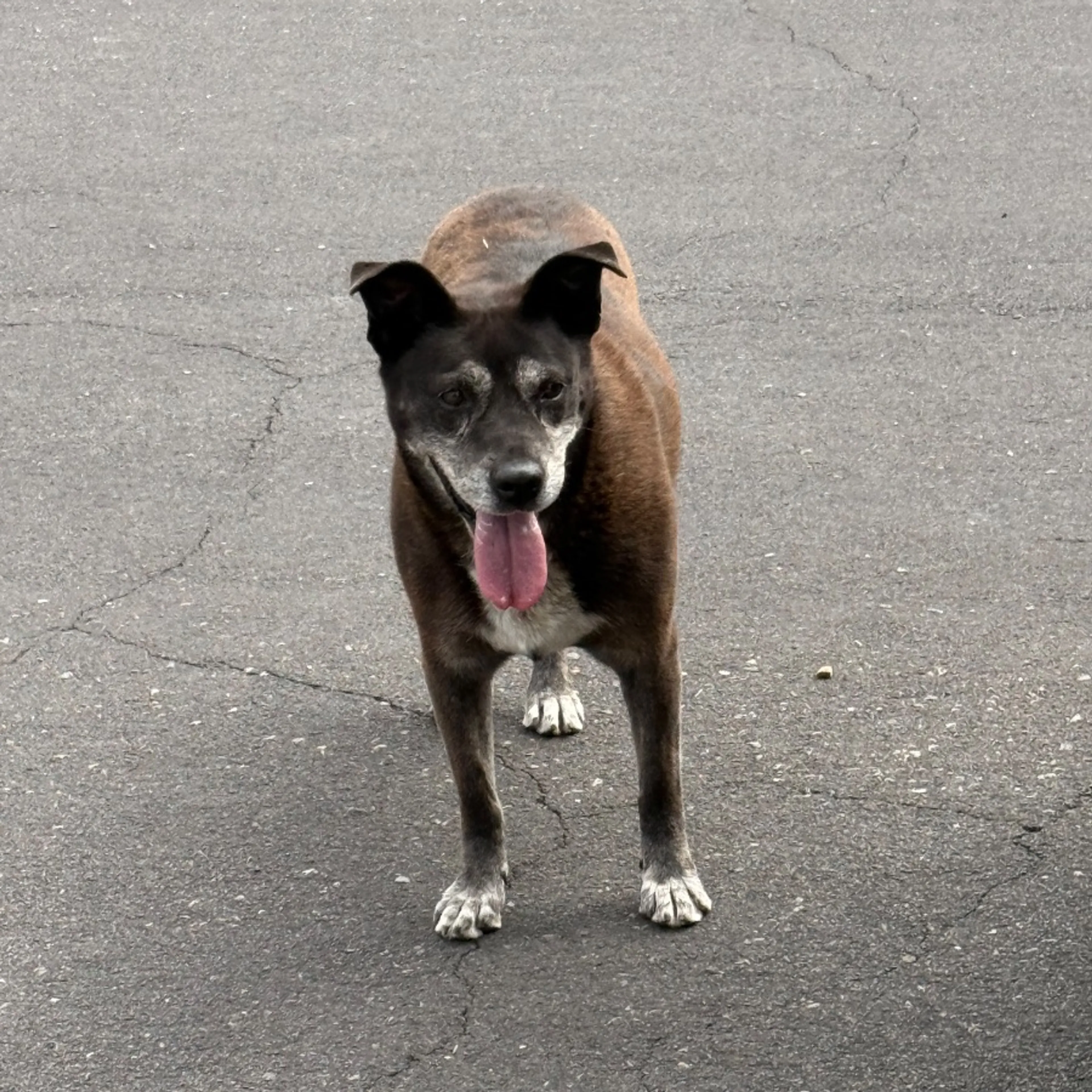 Found pet-0