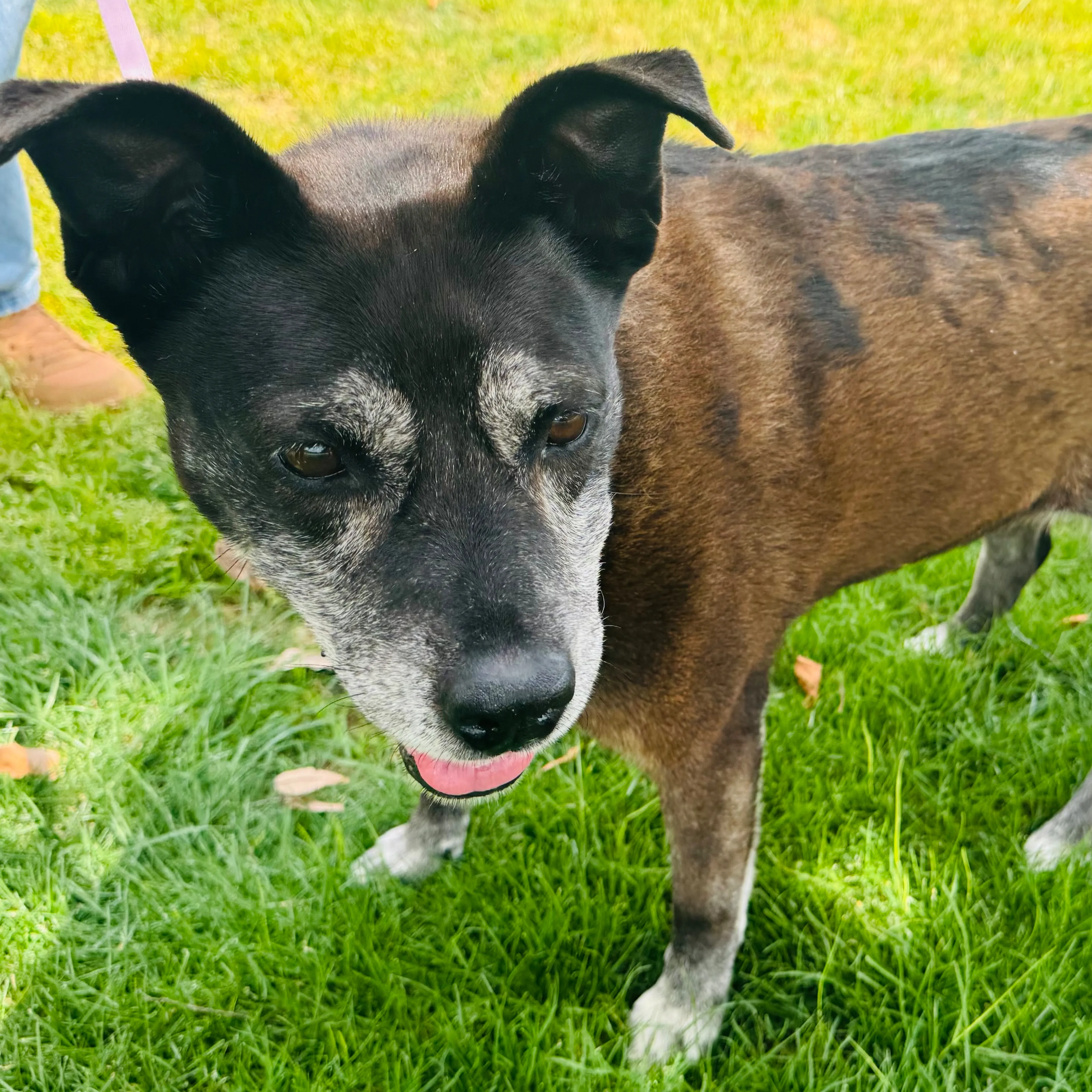 Found pet-1
