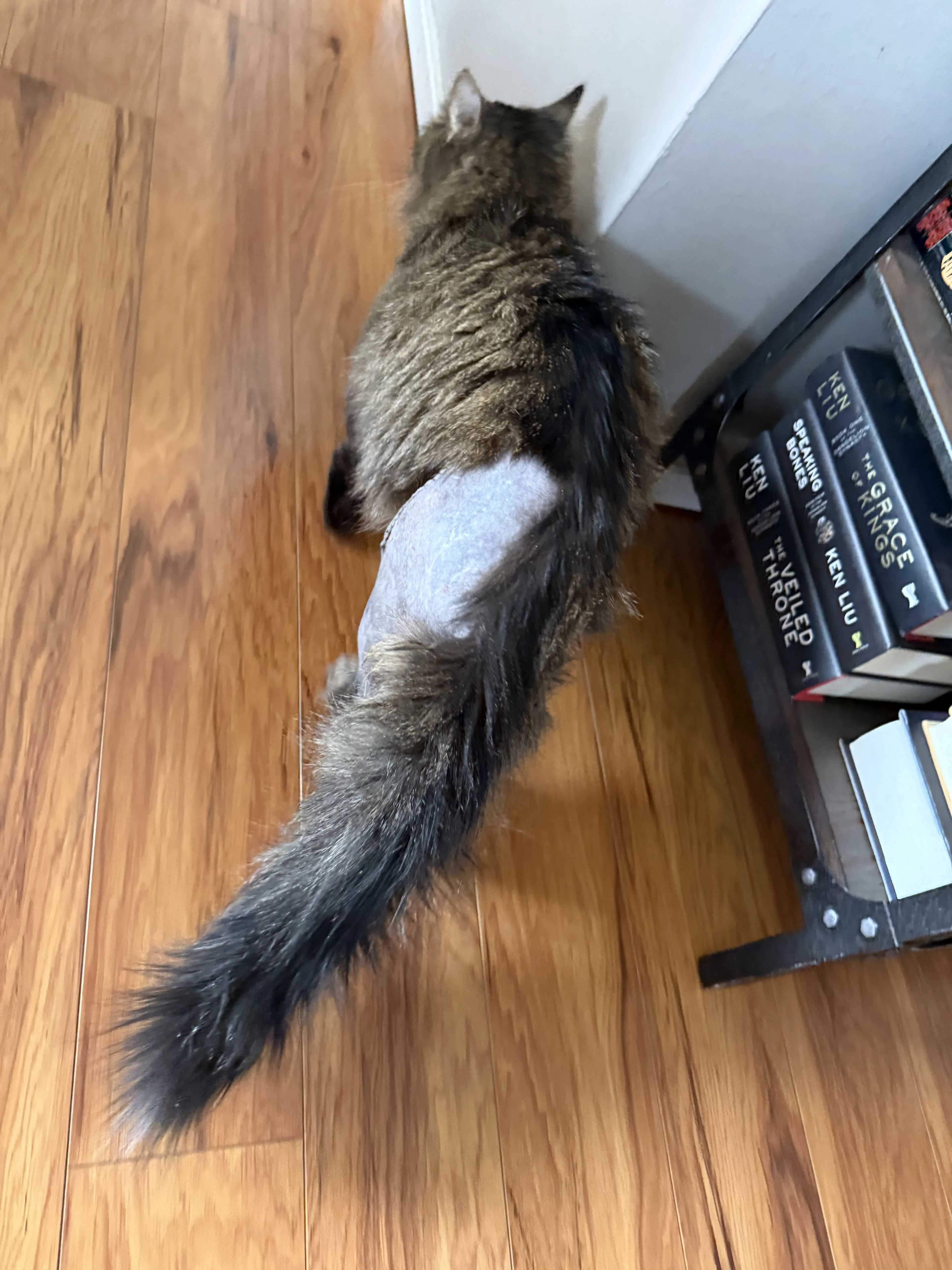 Lost pet-0