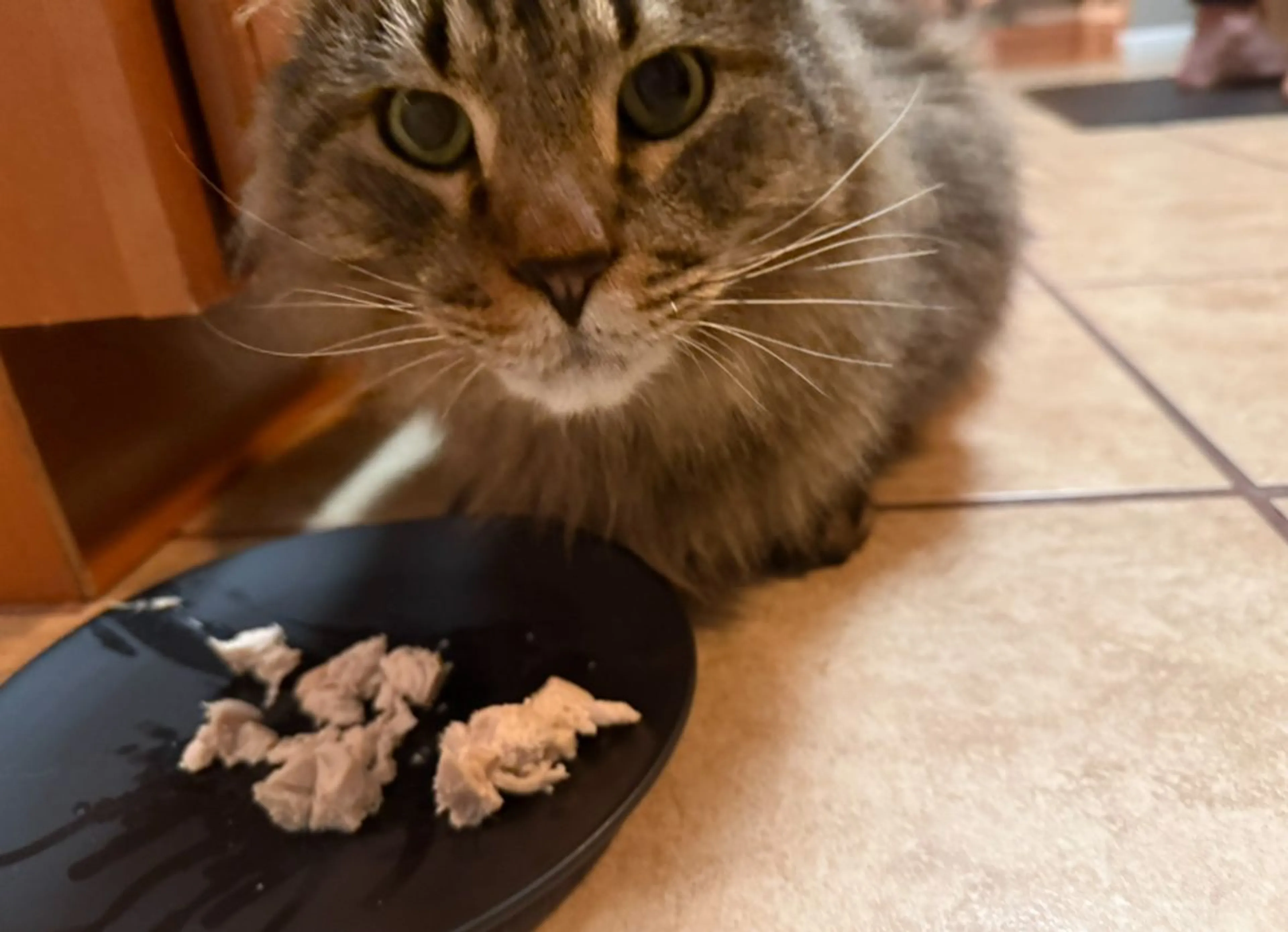 Lost pet-1