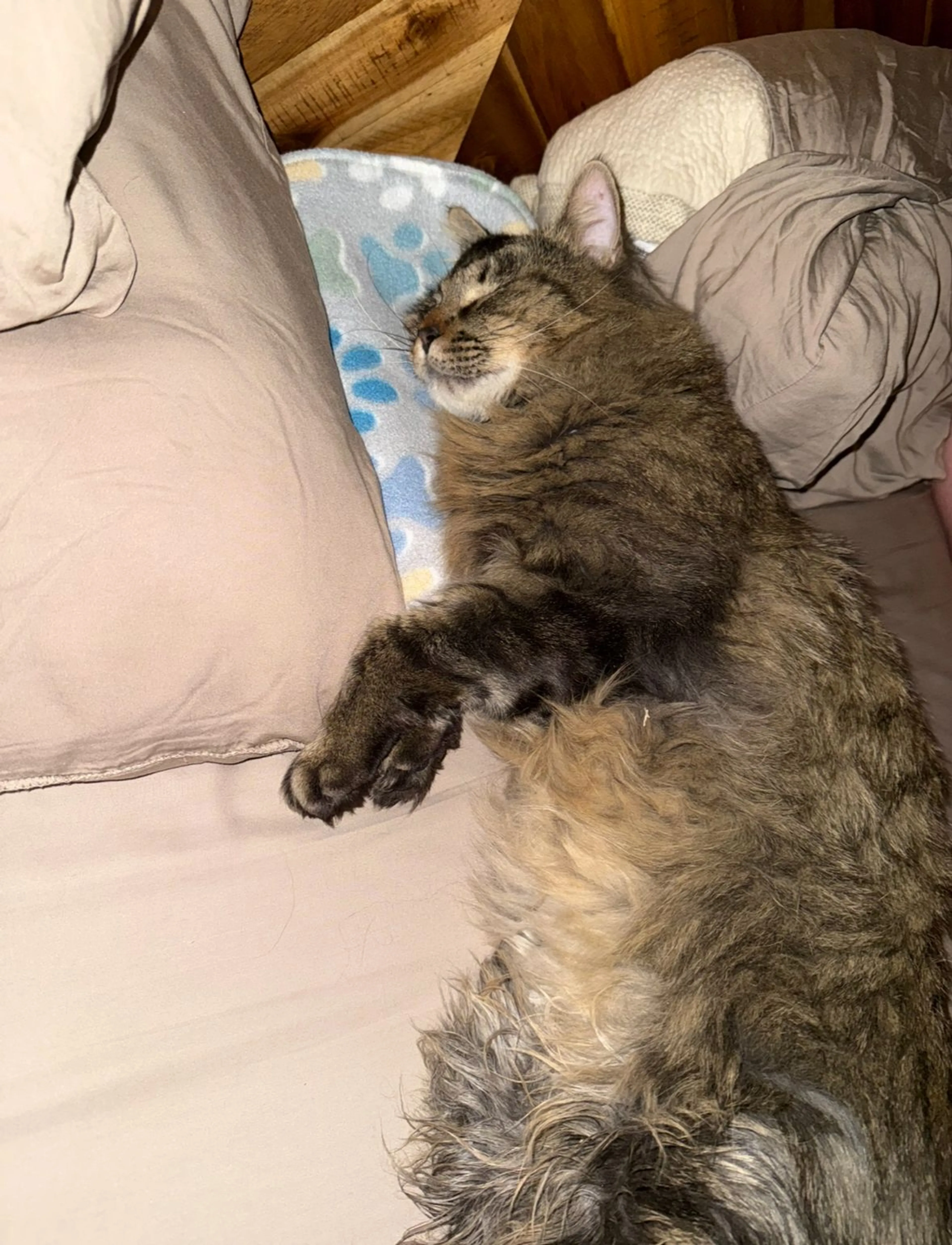 Lost pet-2