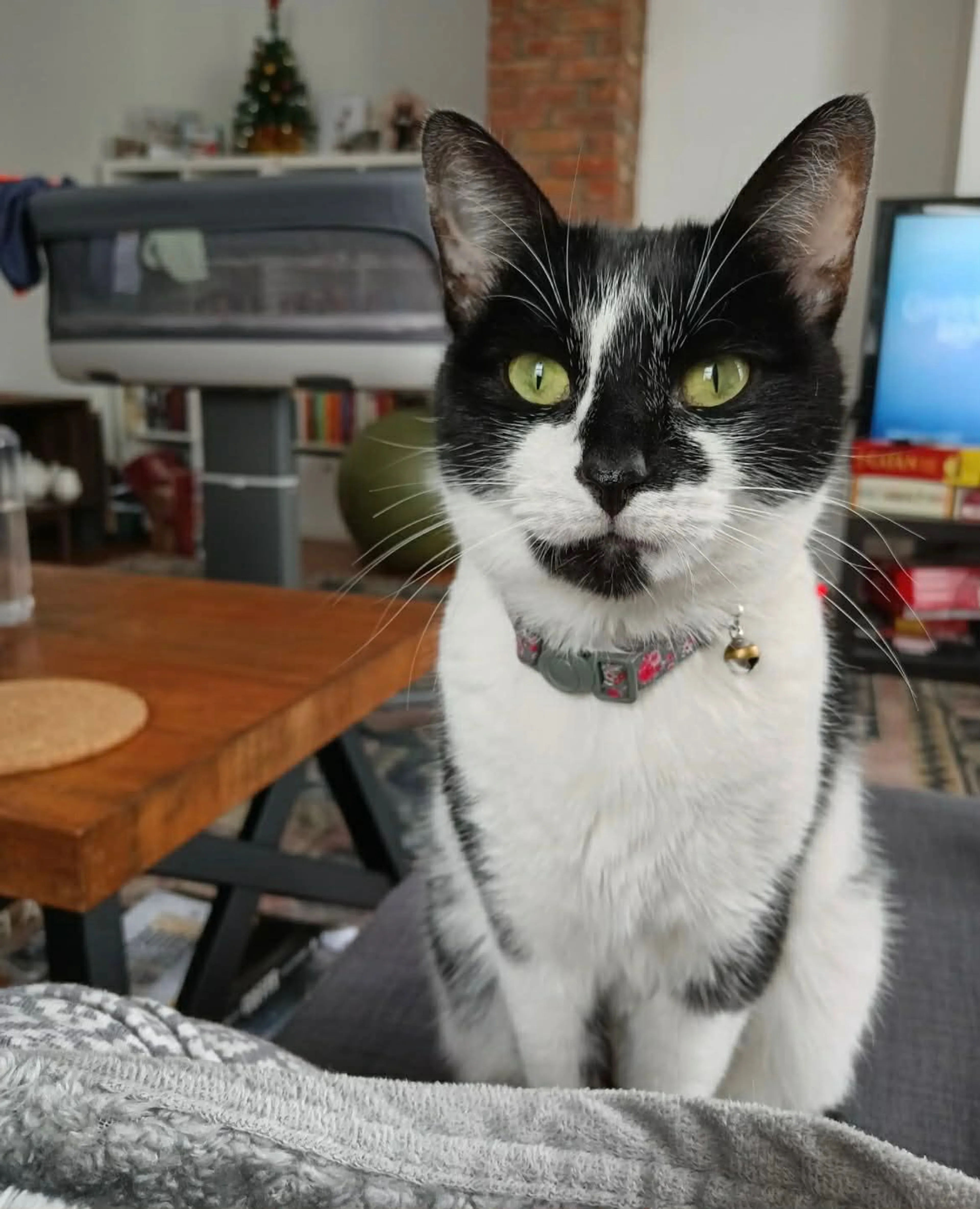 Lost pet-0