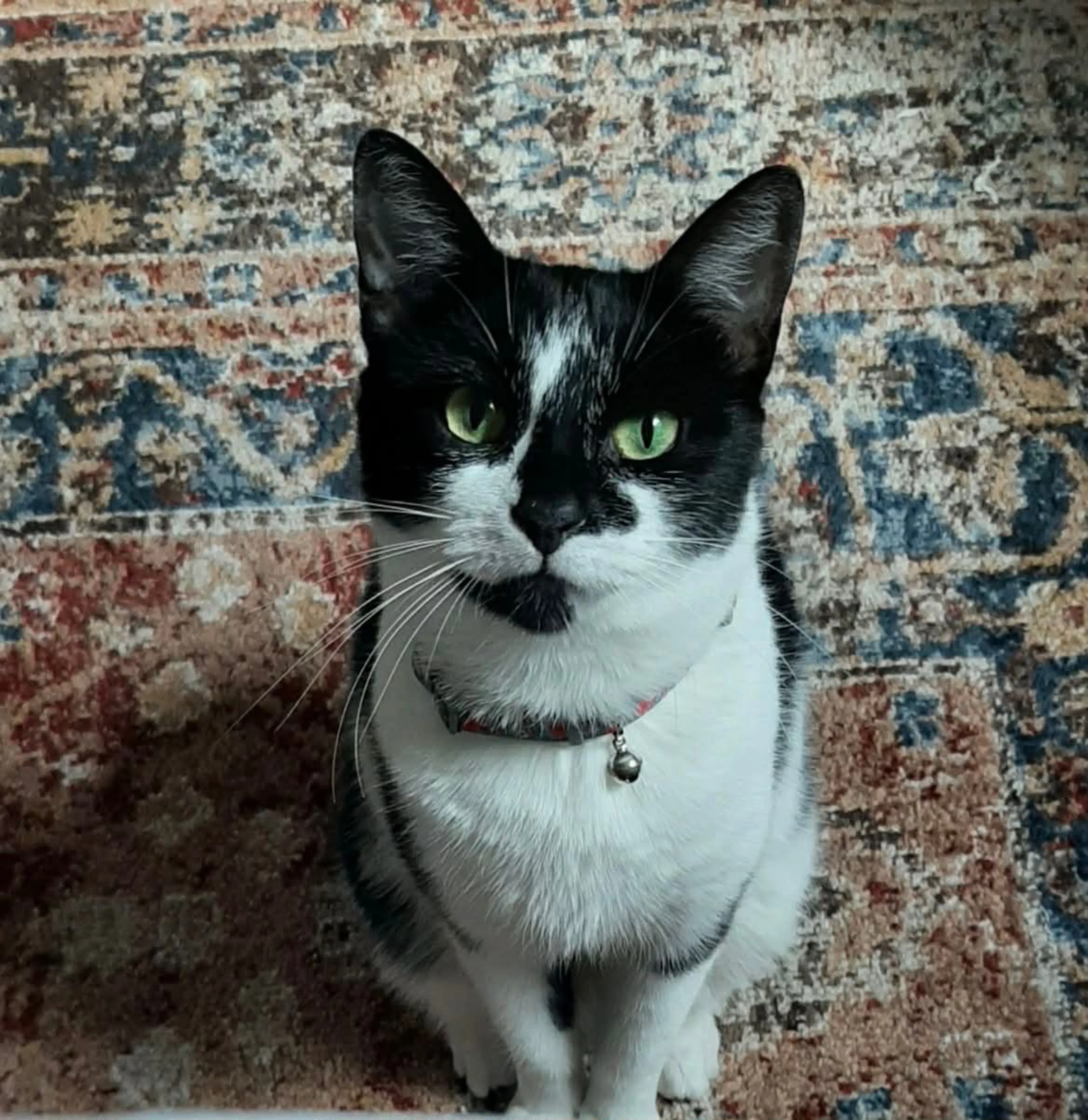 Lost pet-1