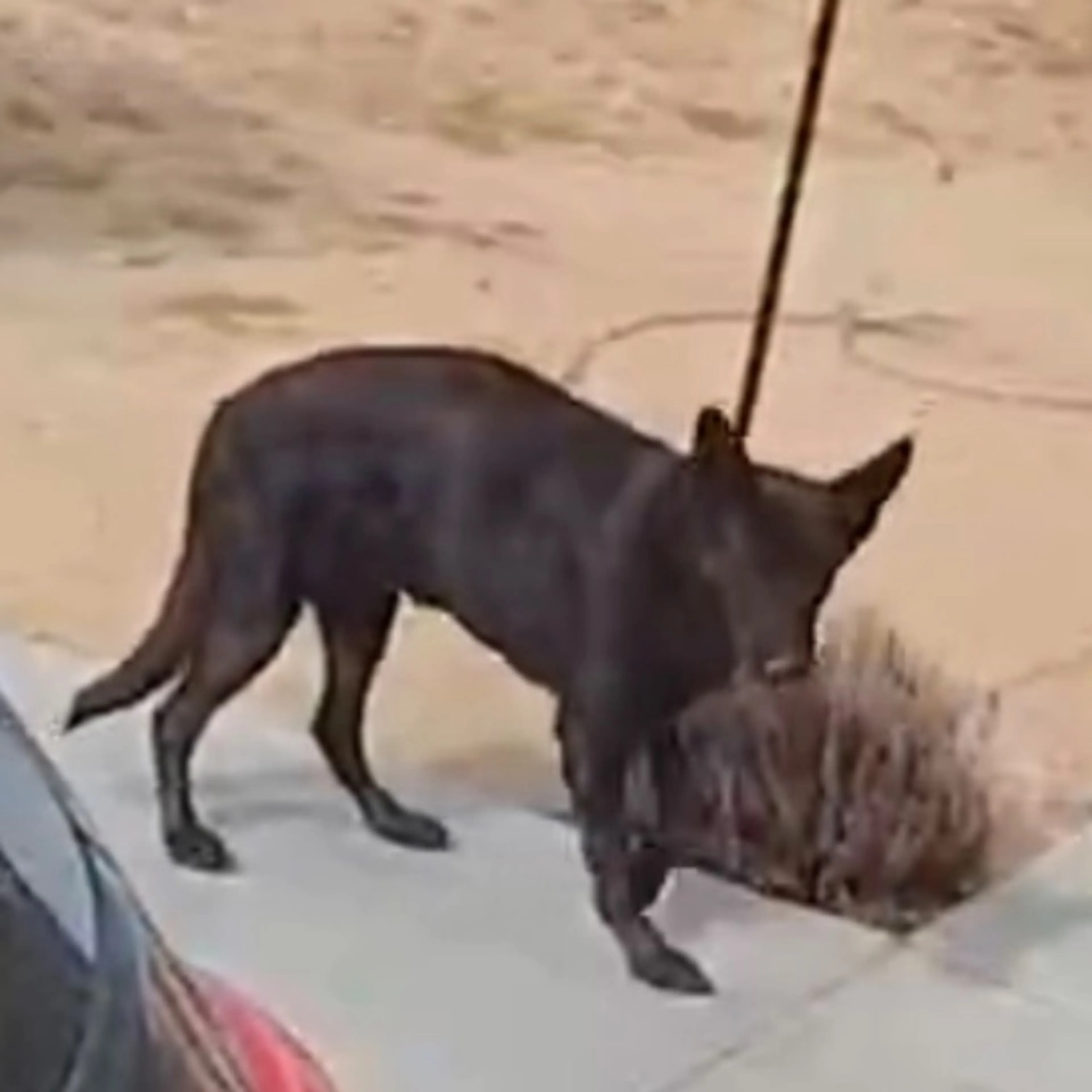 Found pet
