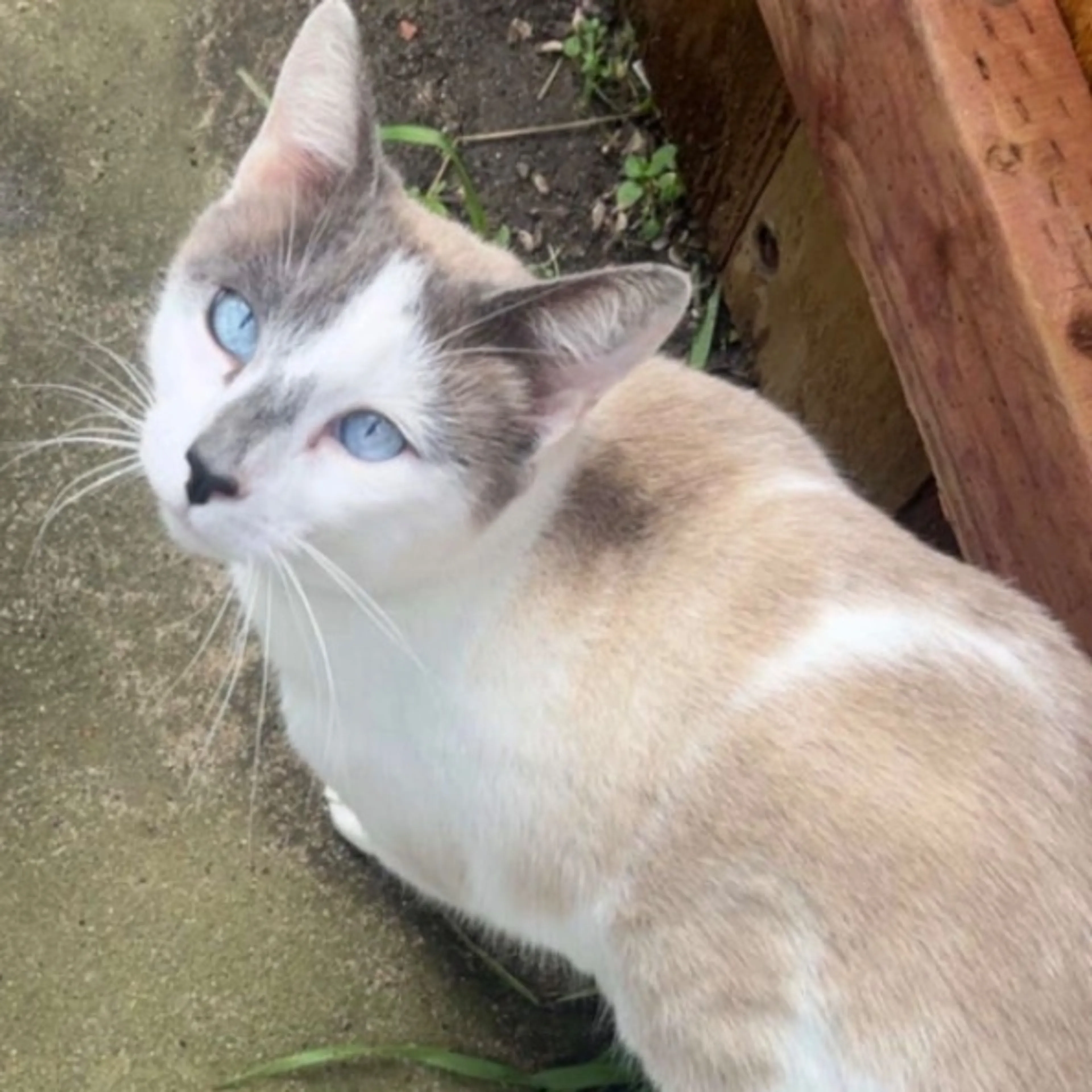Lost pet