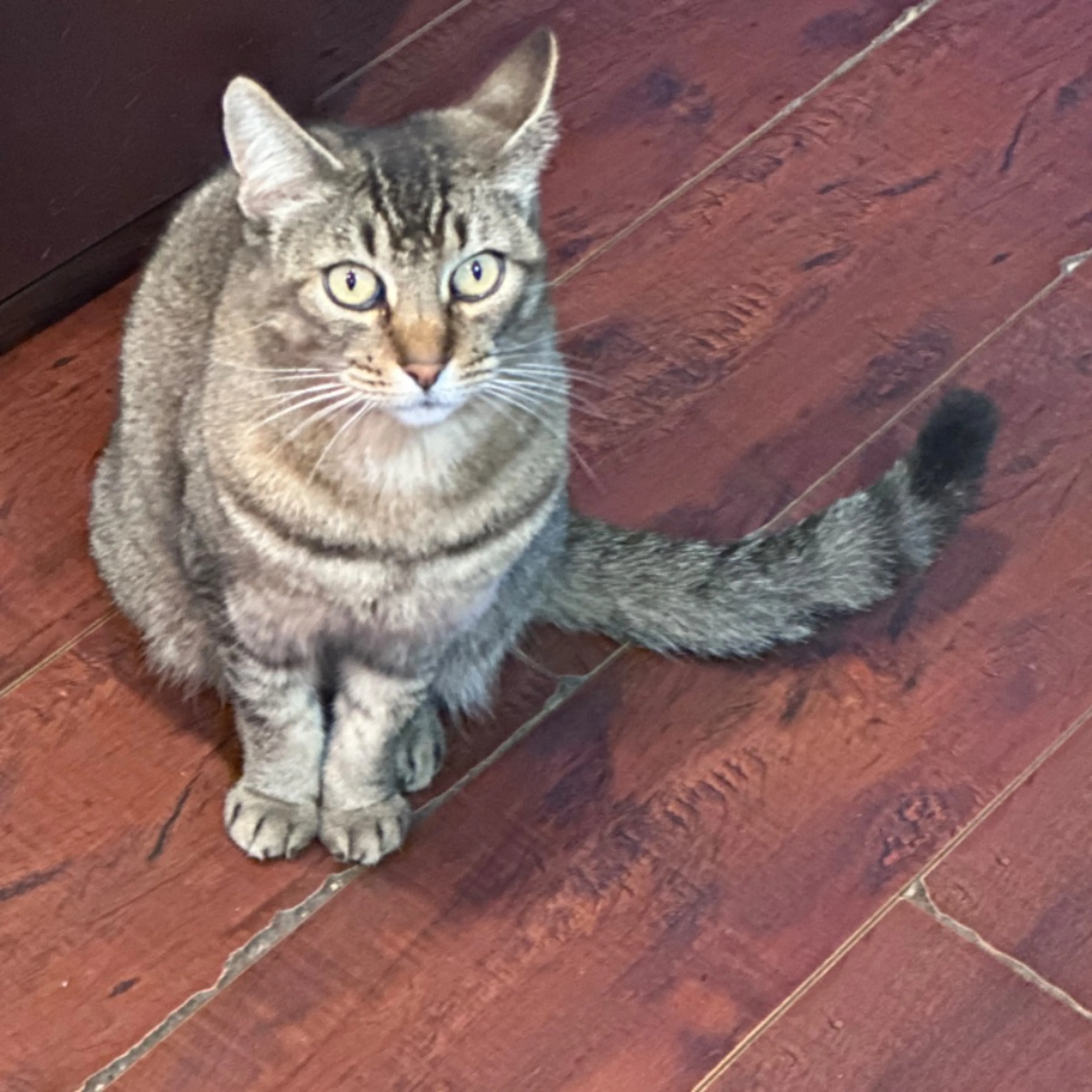 Lost pet