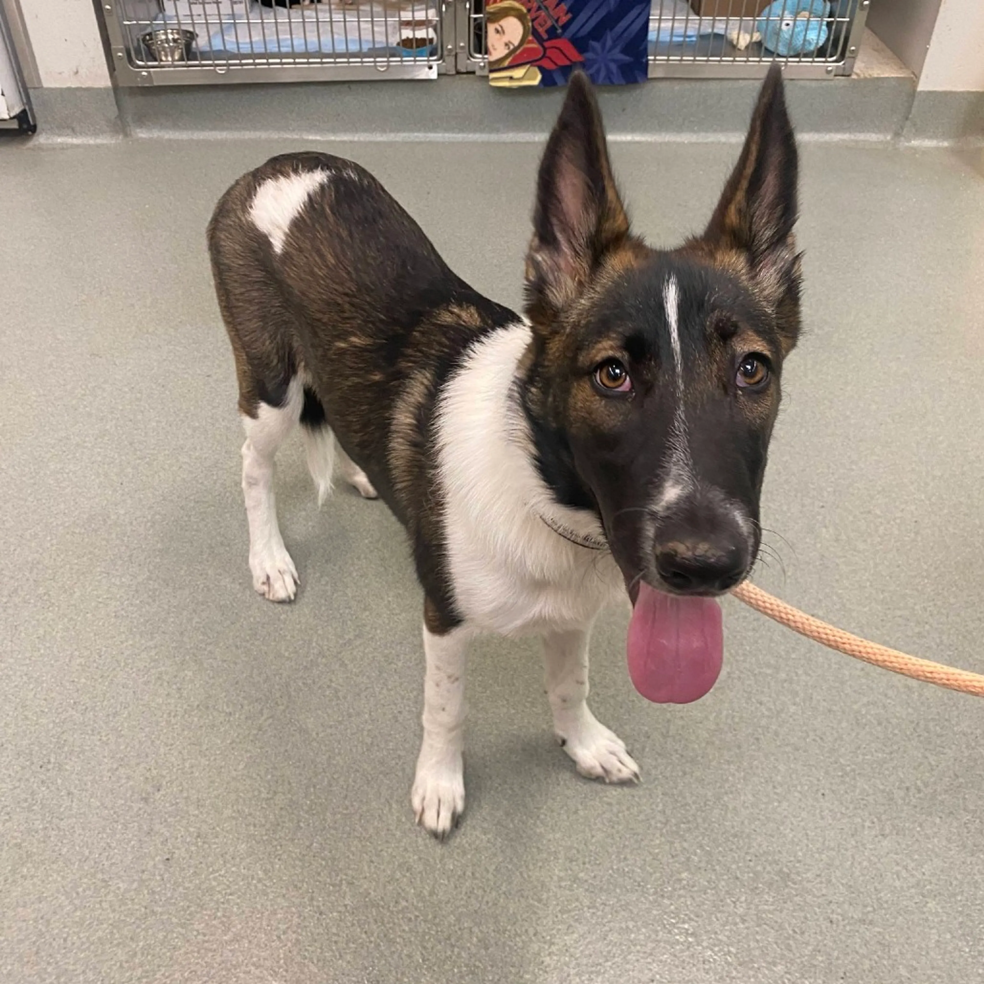 Found pet-1