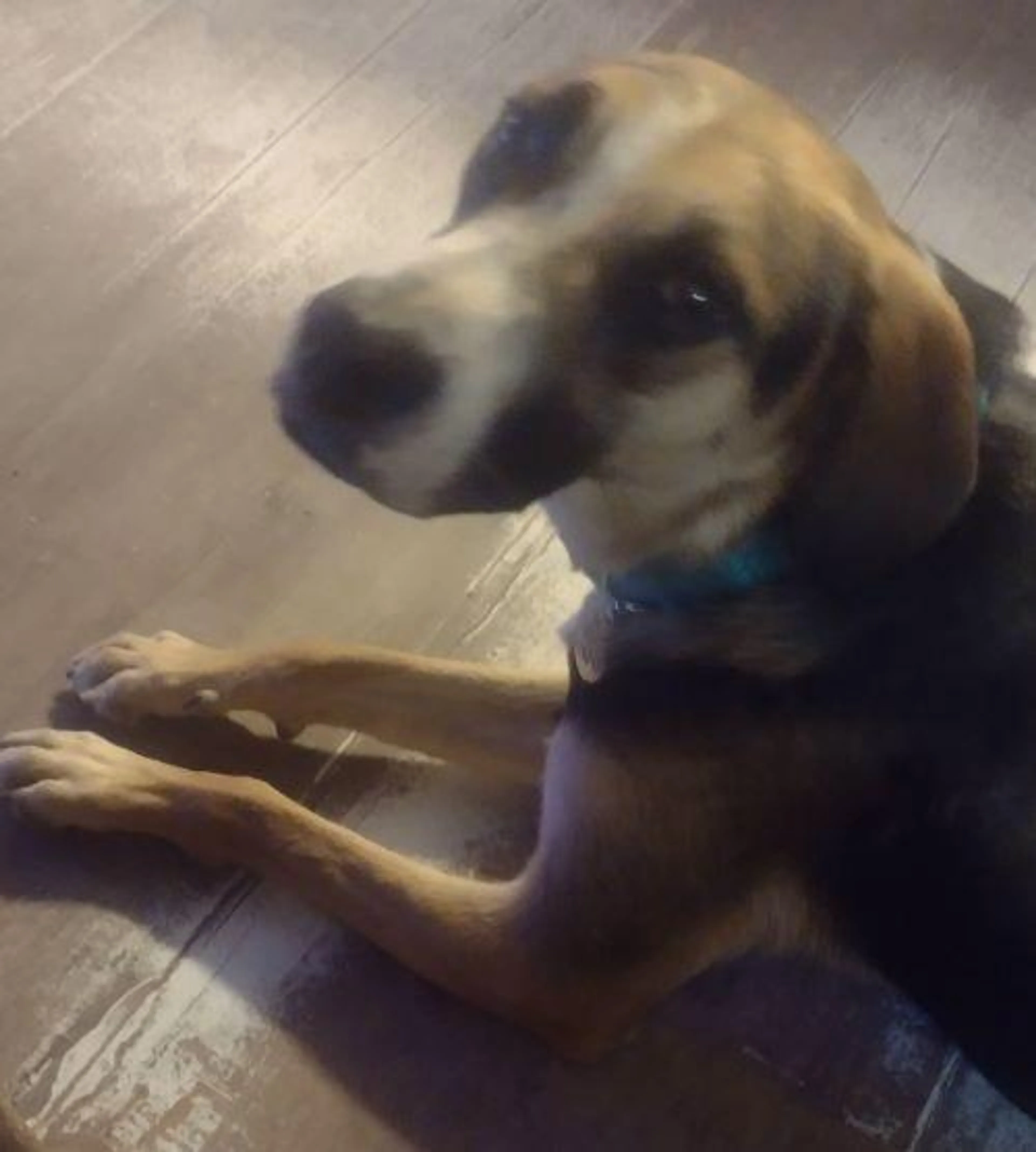 Found pet-3