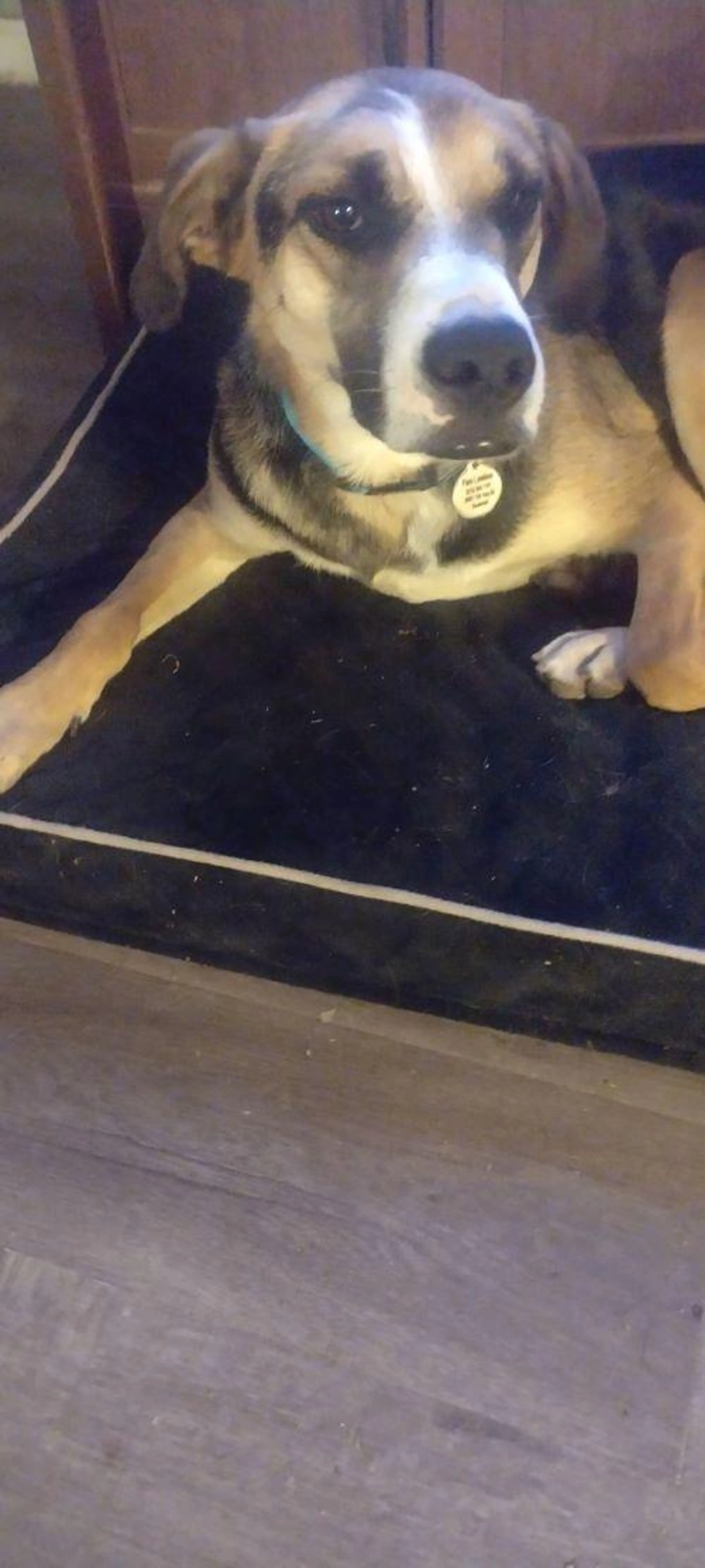 Found pet-4