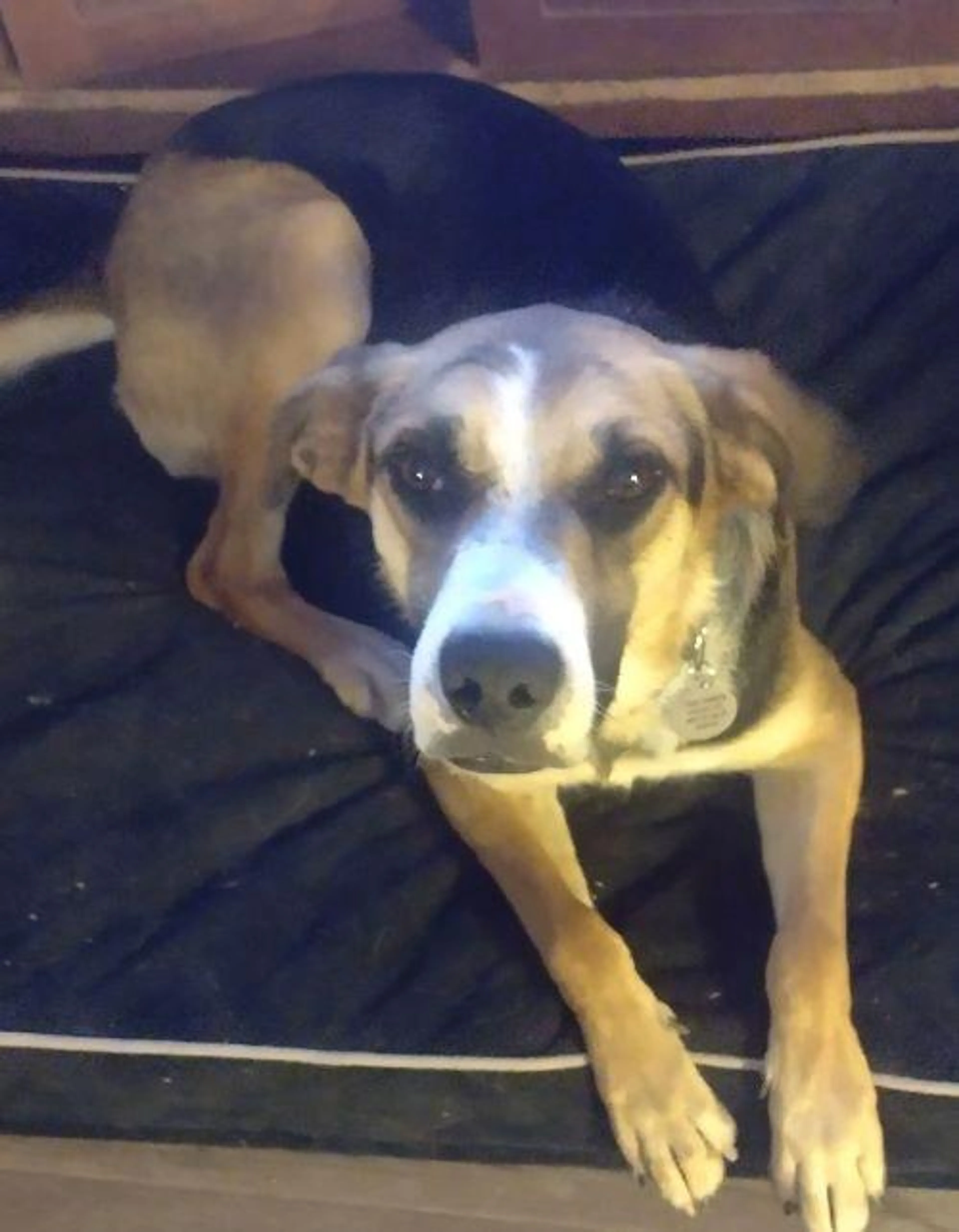 Found pet-2