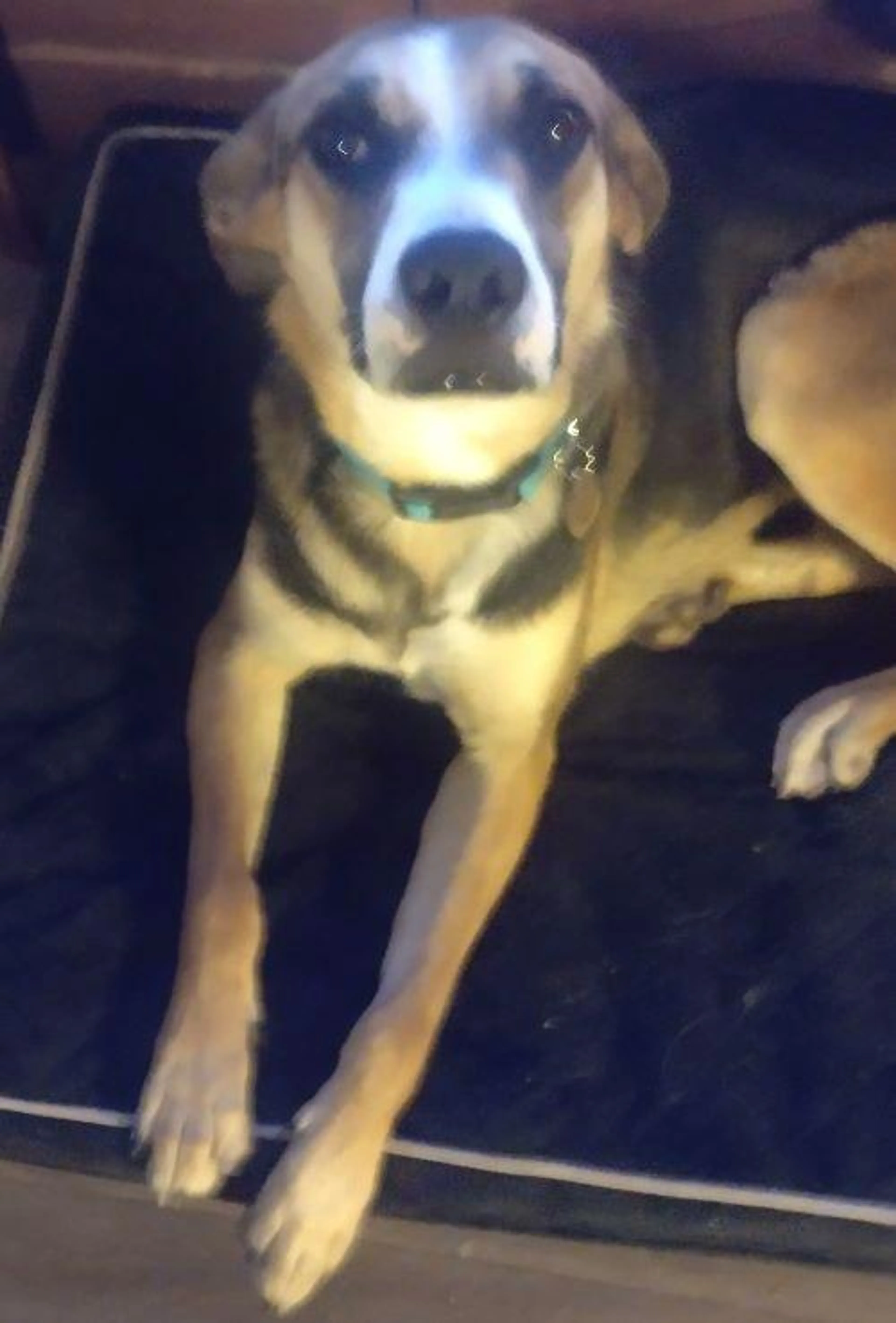 Found pet-5