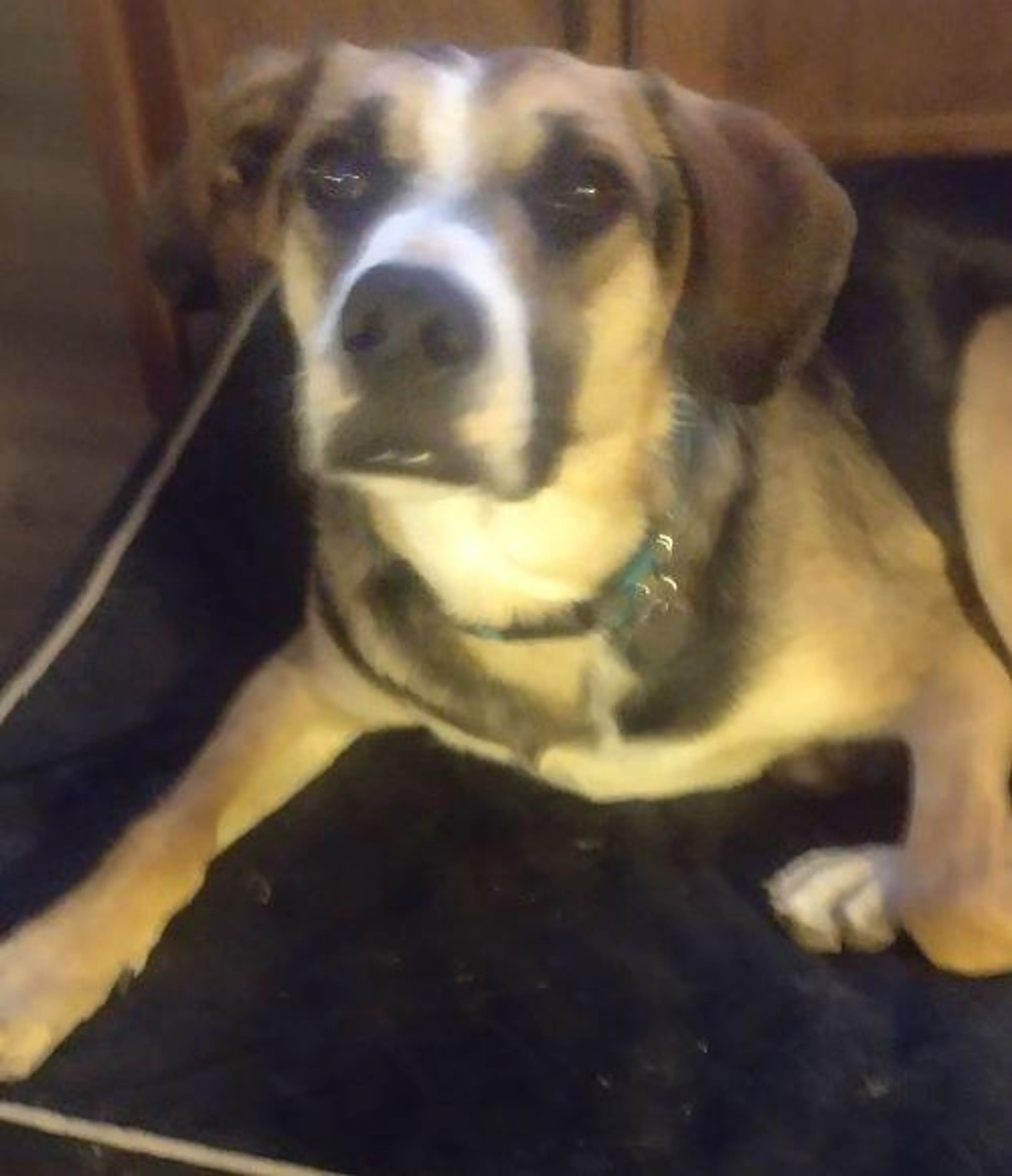 Found pet-1