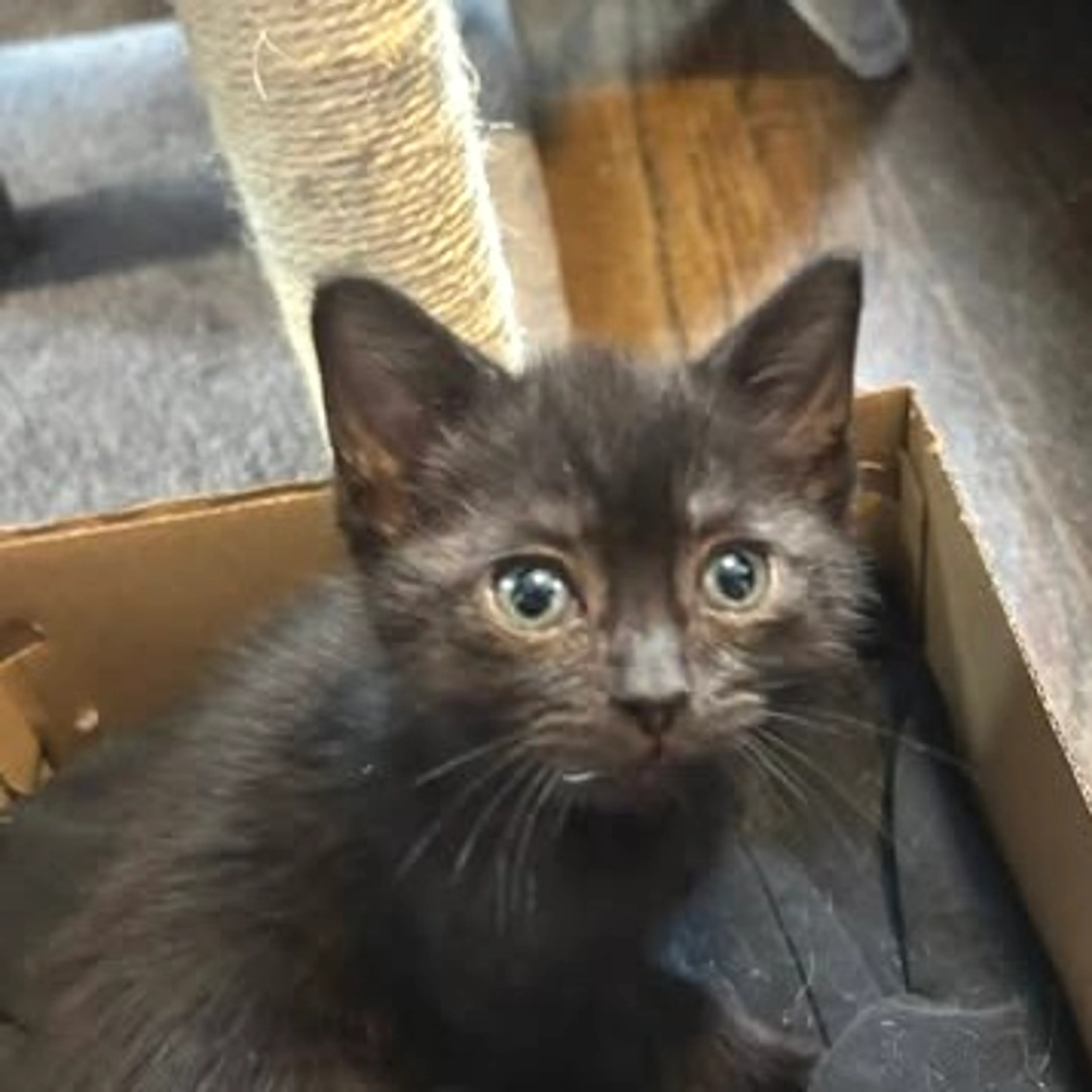 Found pet
