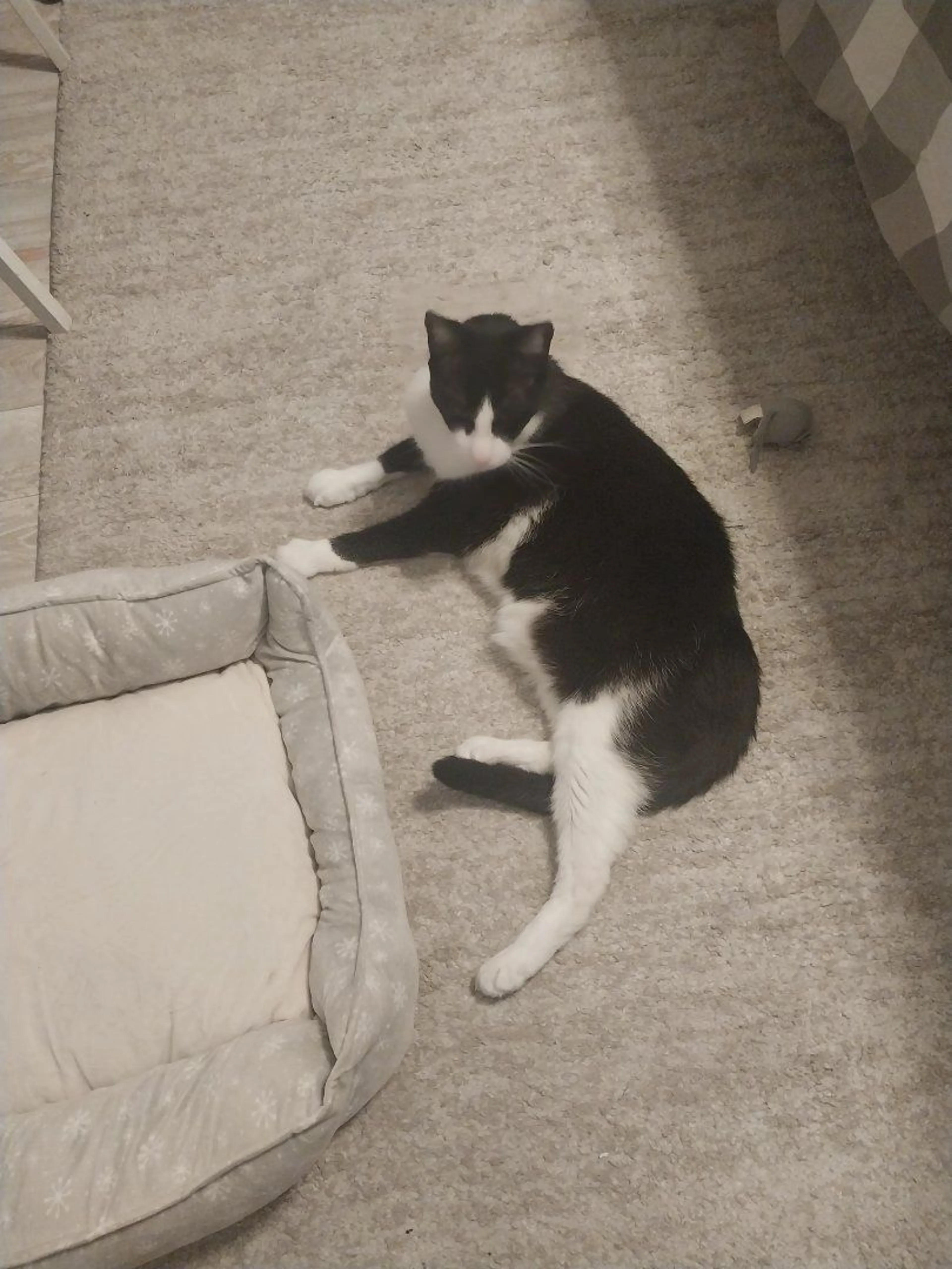 Lost pet