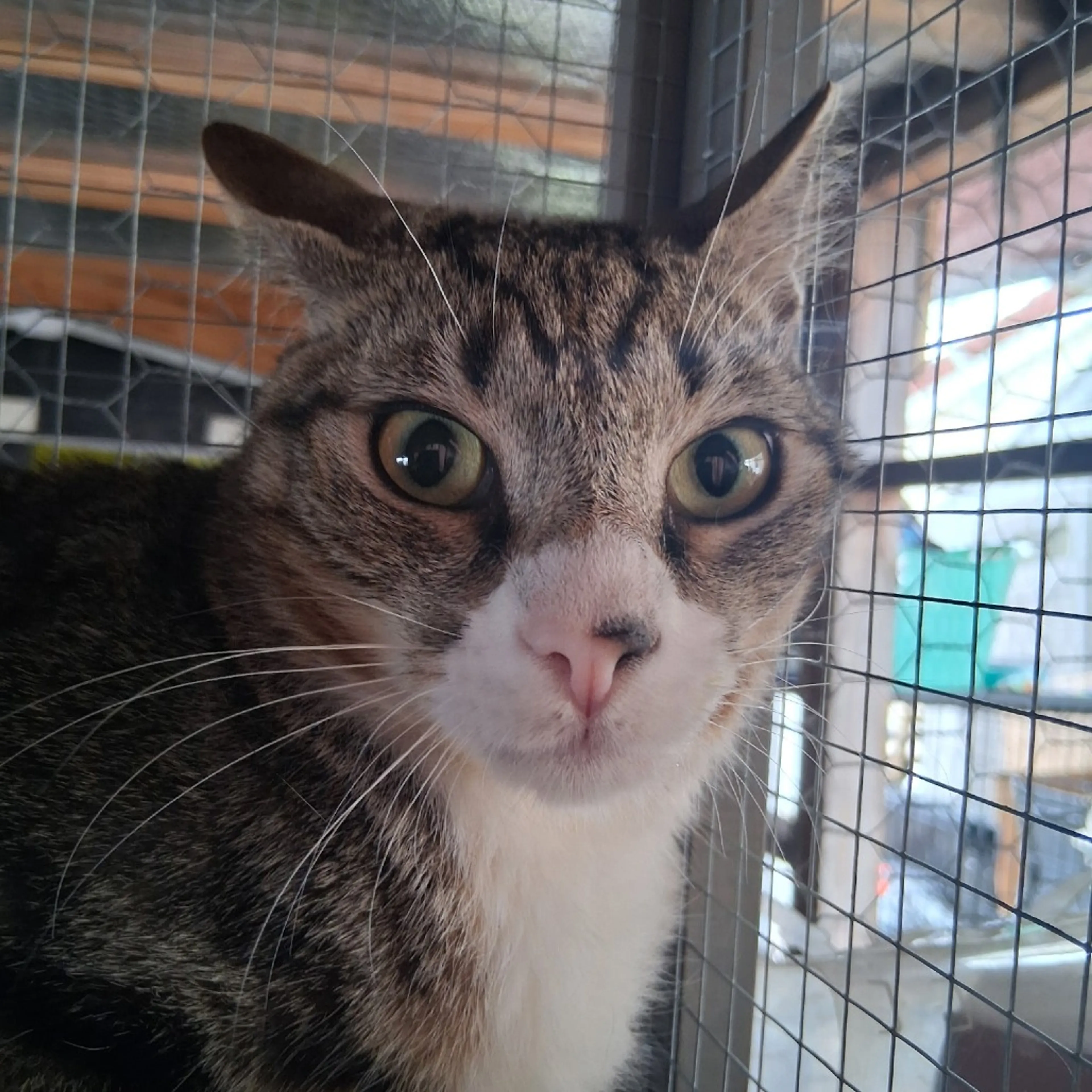 Found pet-1