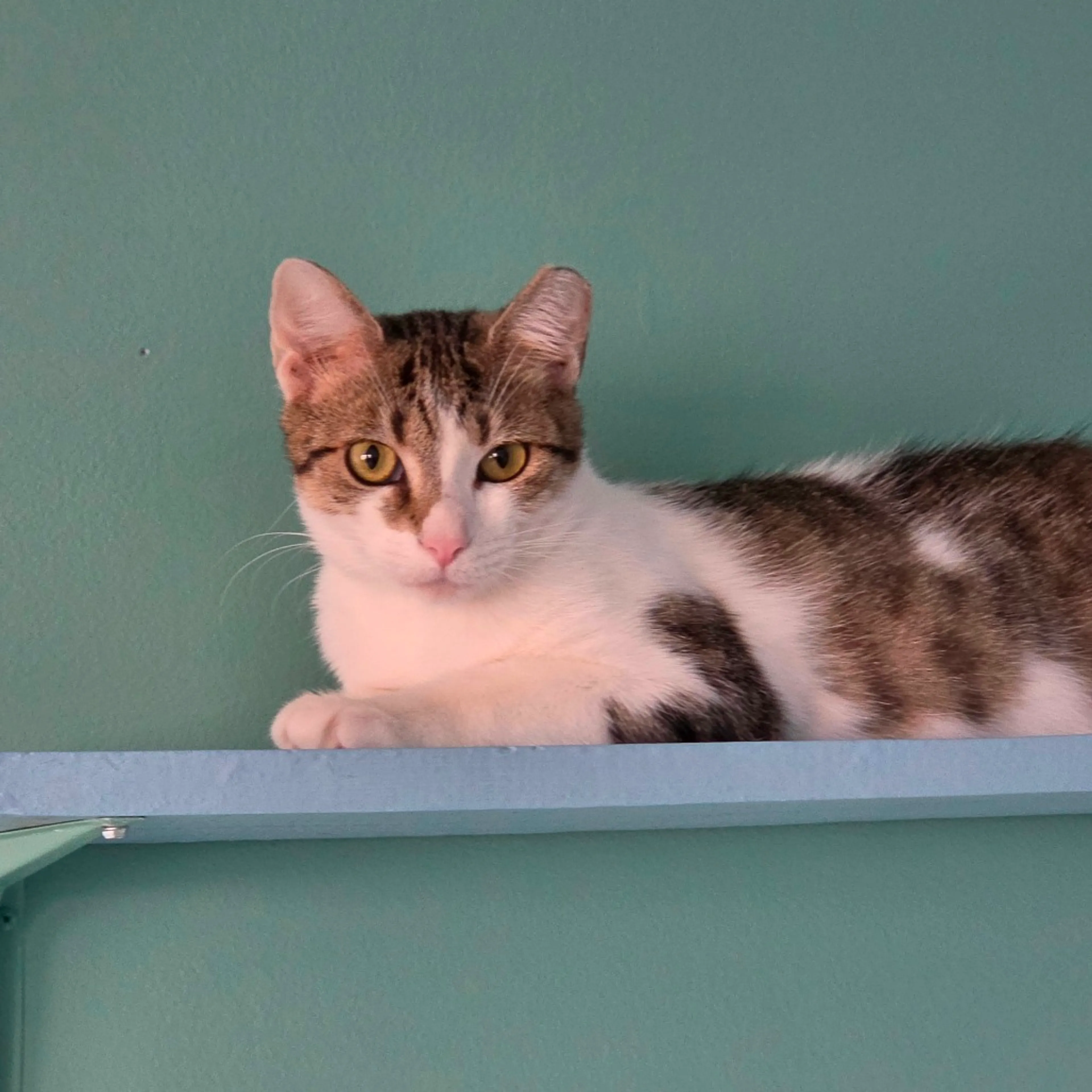 Found pet-2