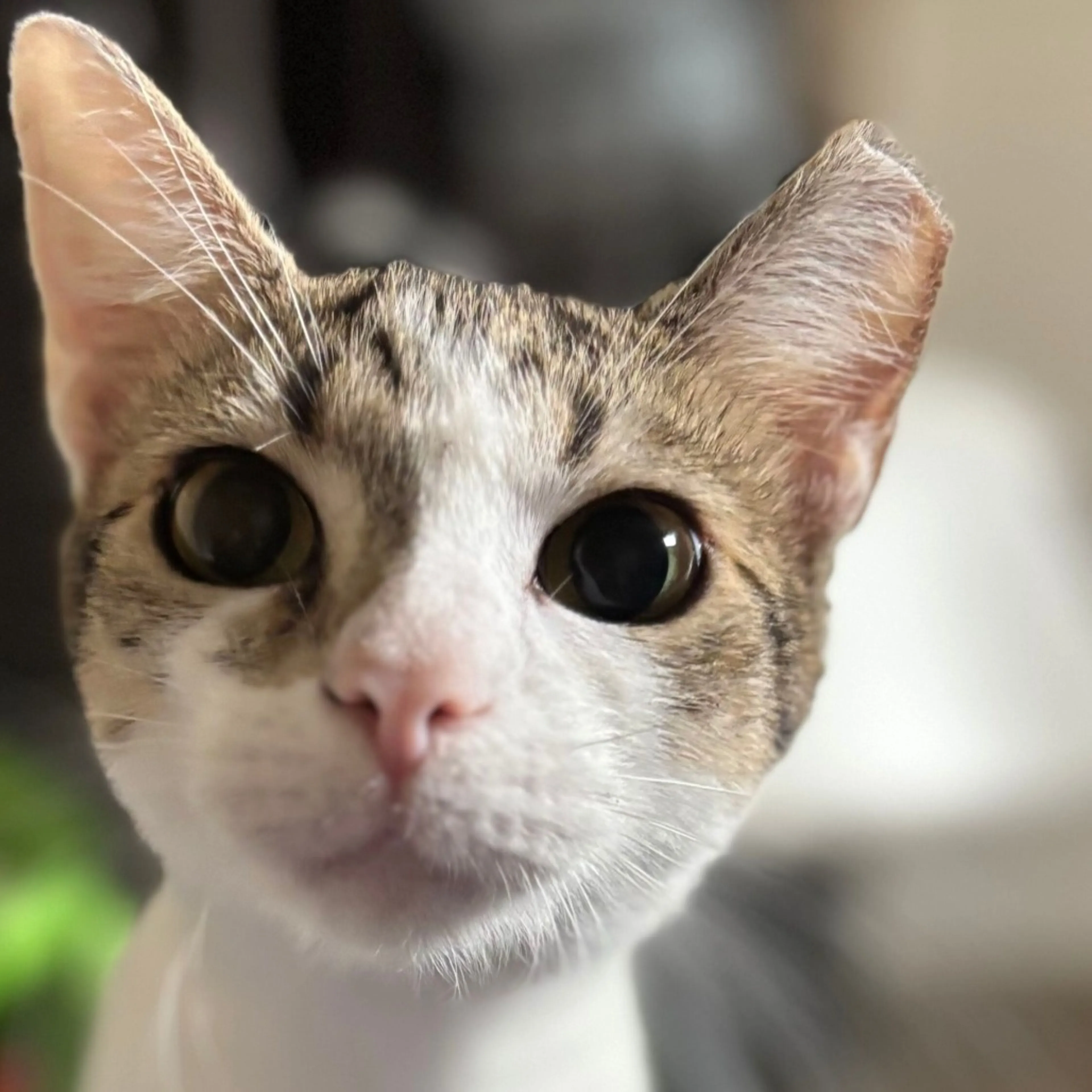 Found pet-1
