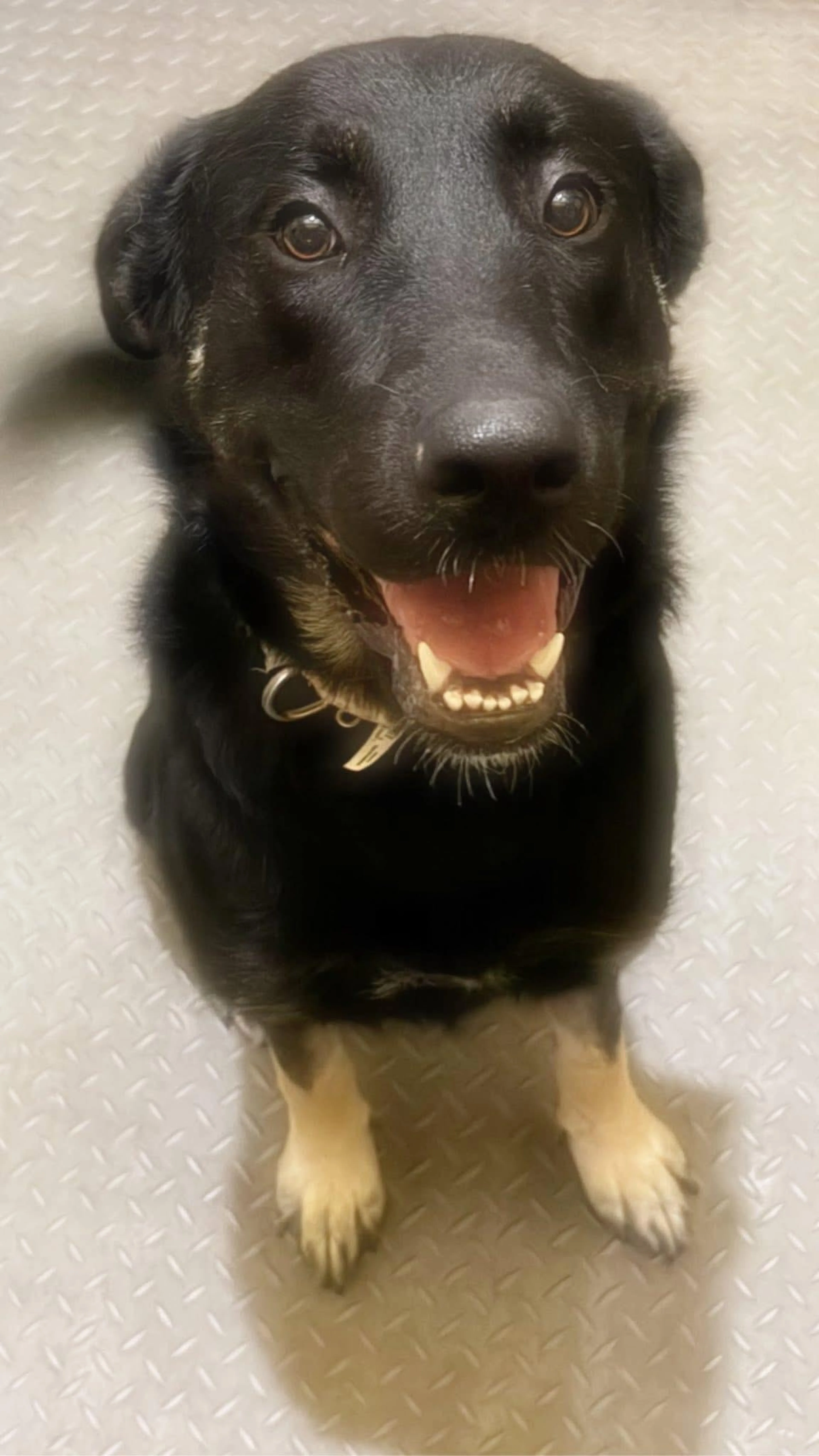 Found pet-2