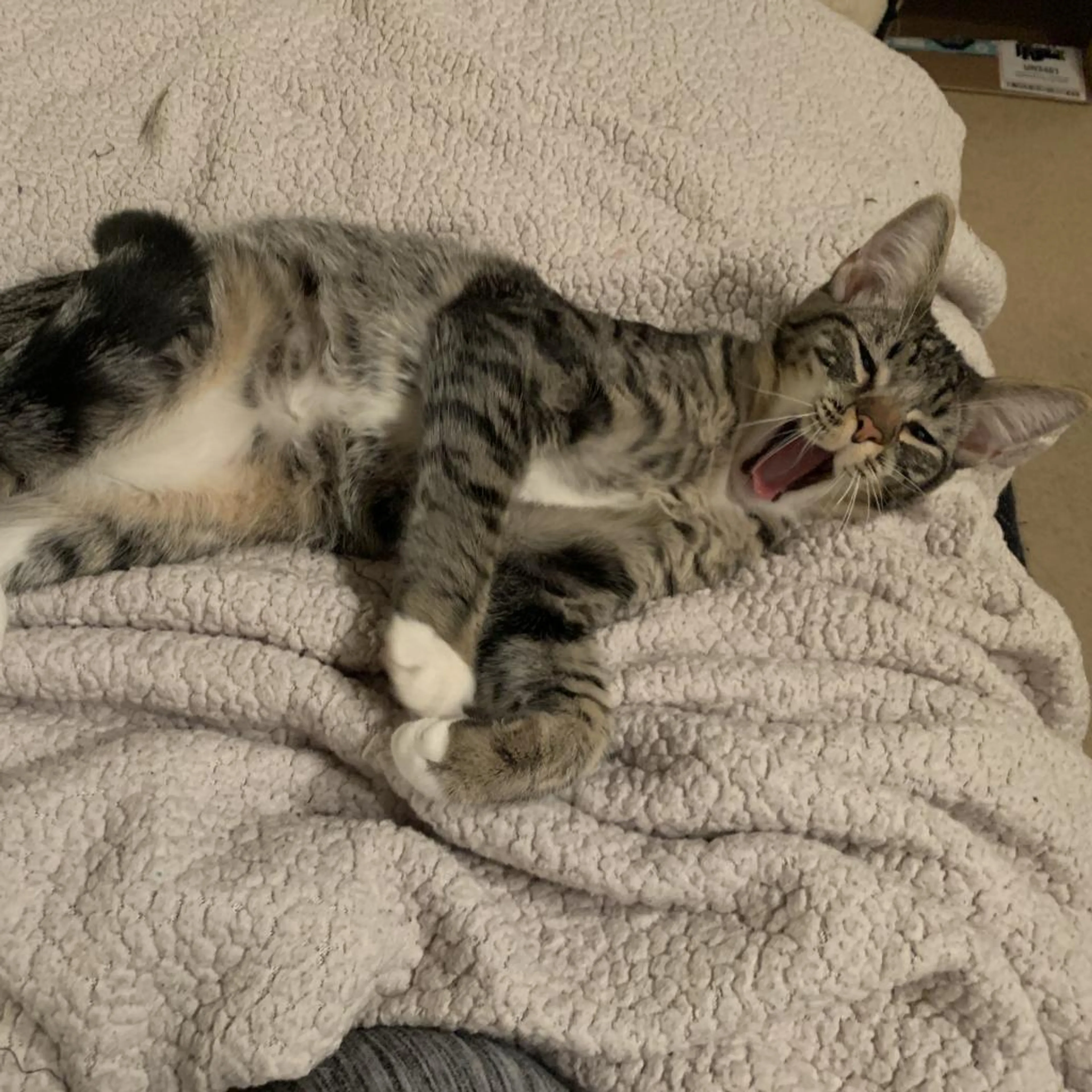 Found pet-3