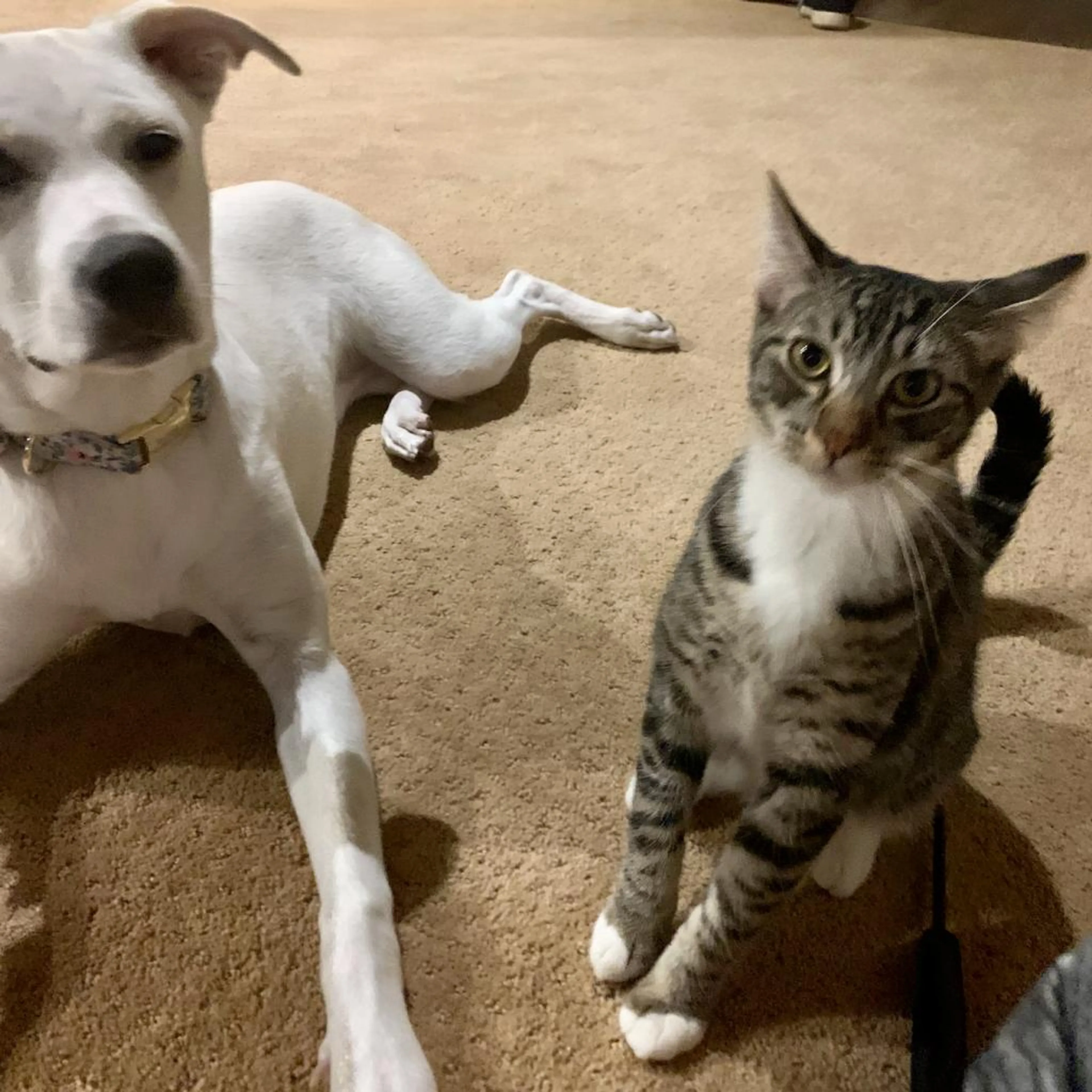 Found pet-2