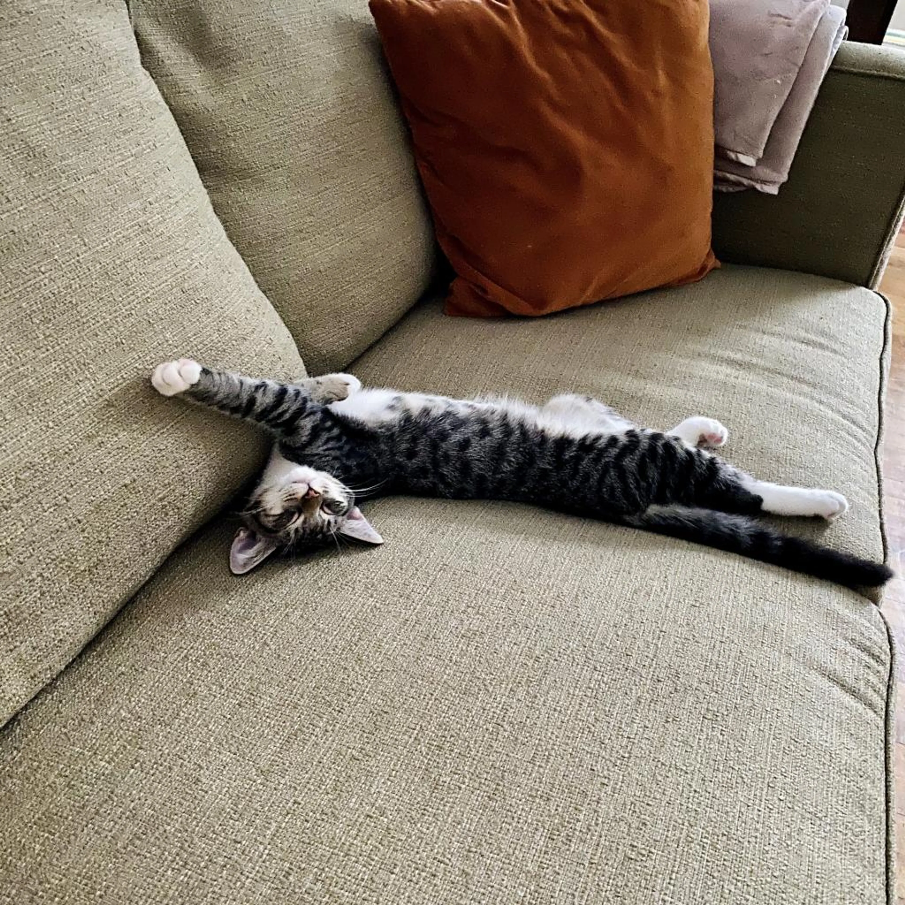 Found pet-10