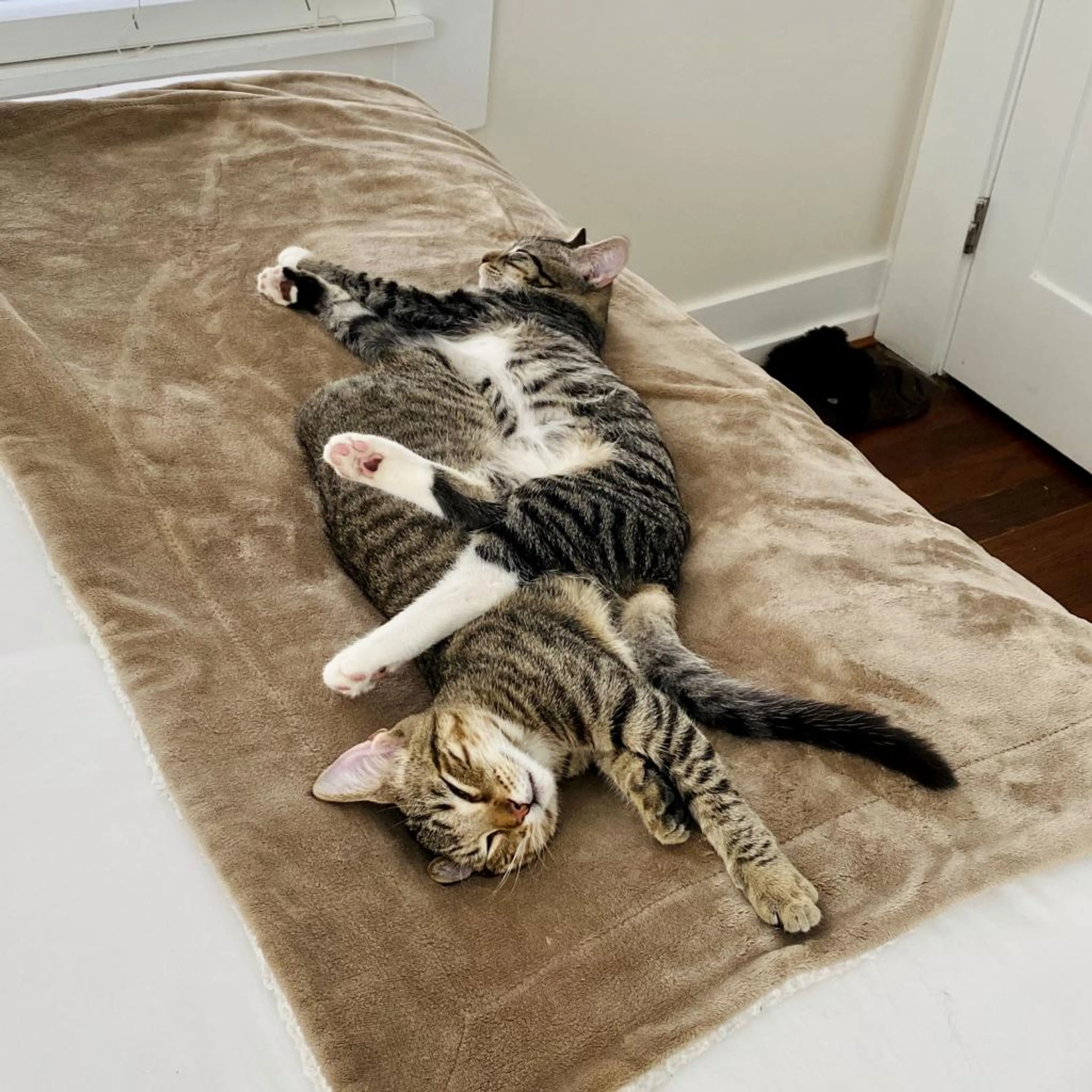 Found pet-9
