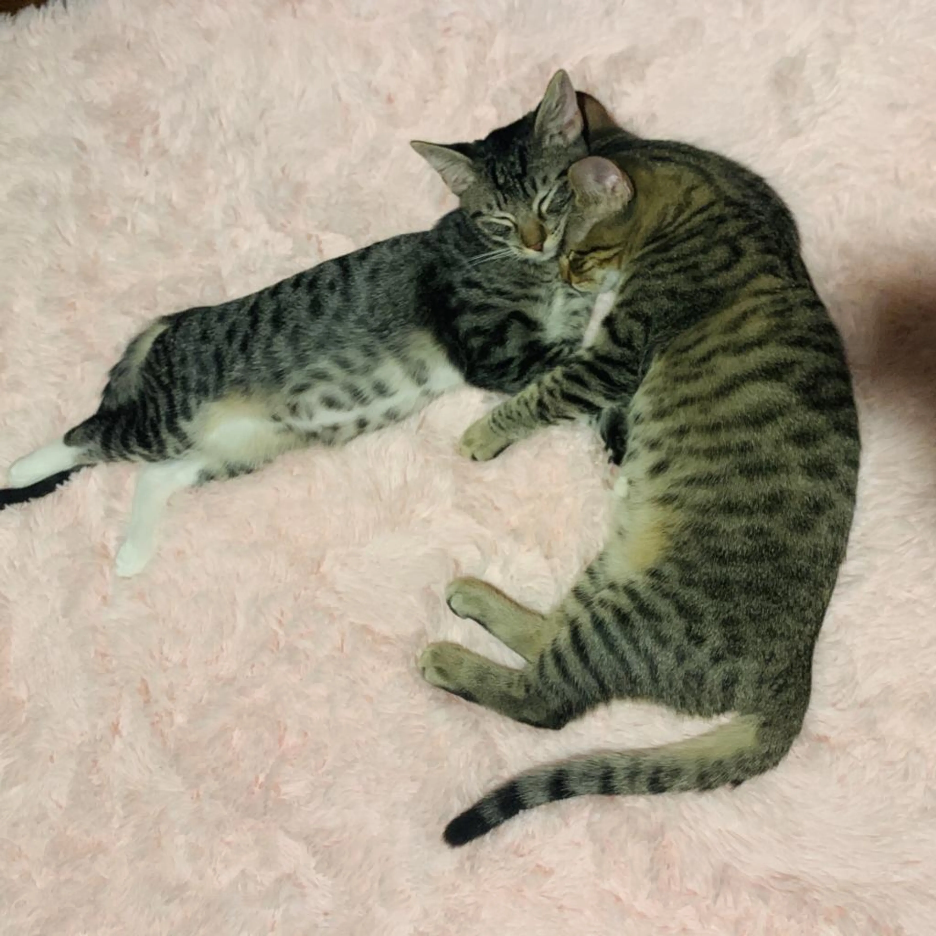 Found pet-12