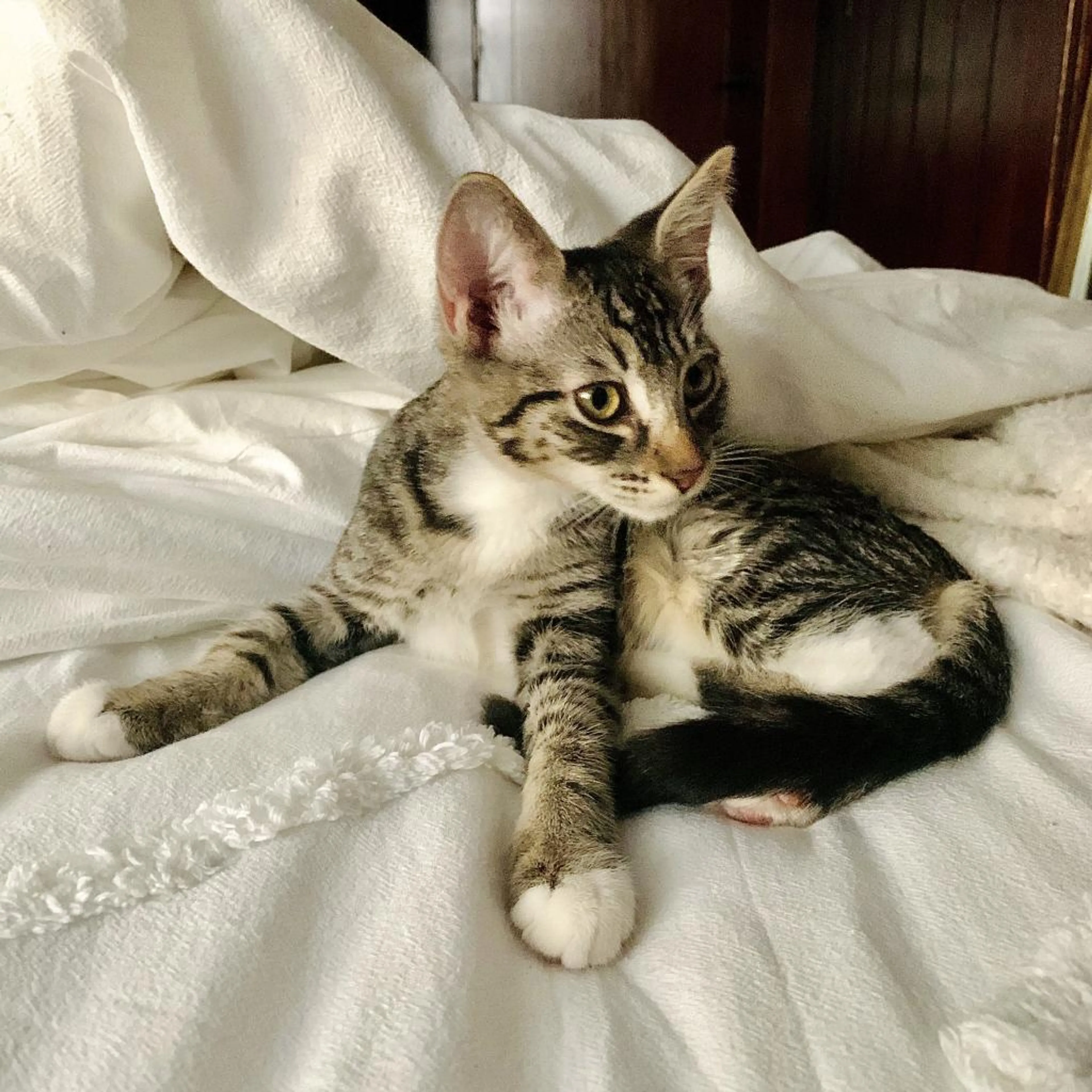 Found pet-15