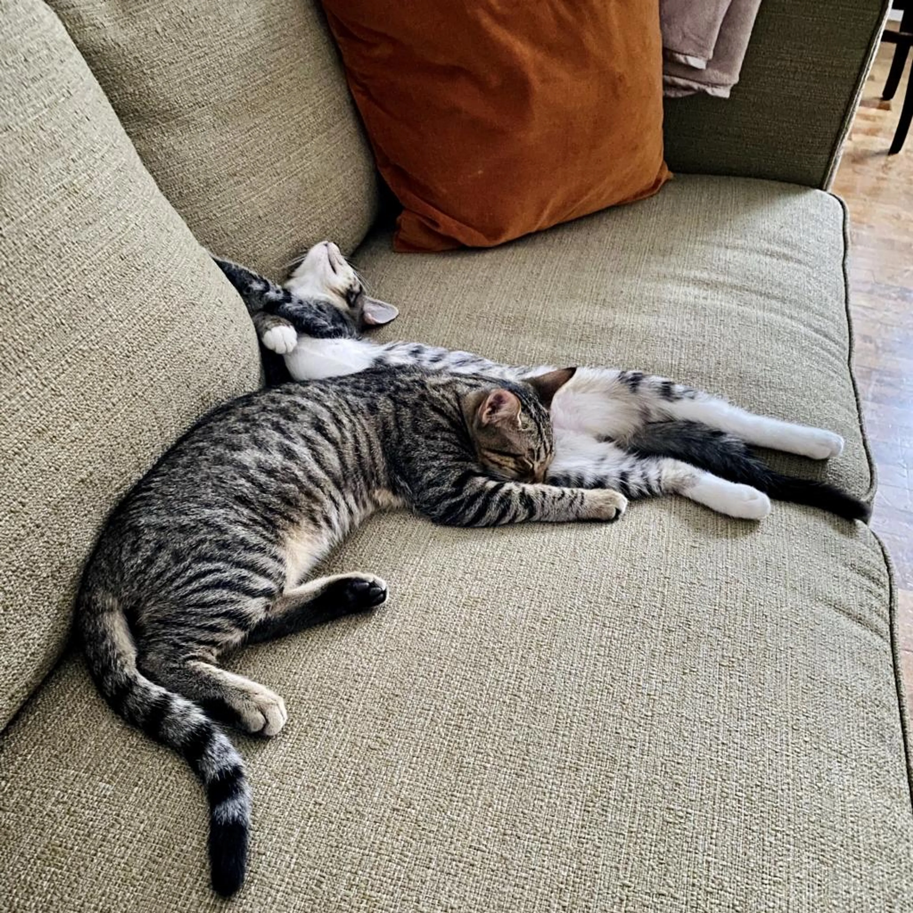 Found pet-8