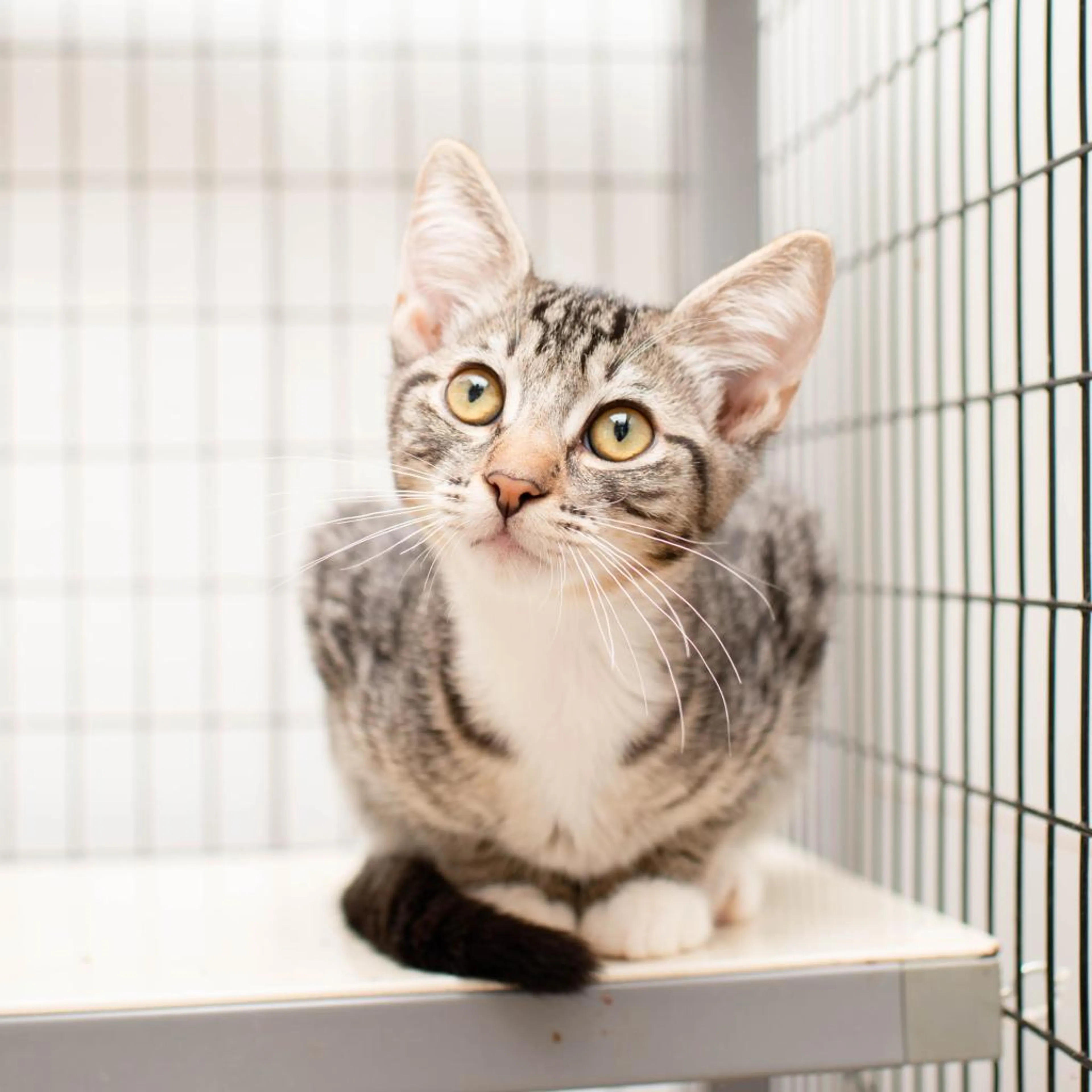 Found pet-17