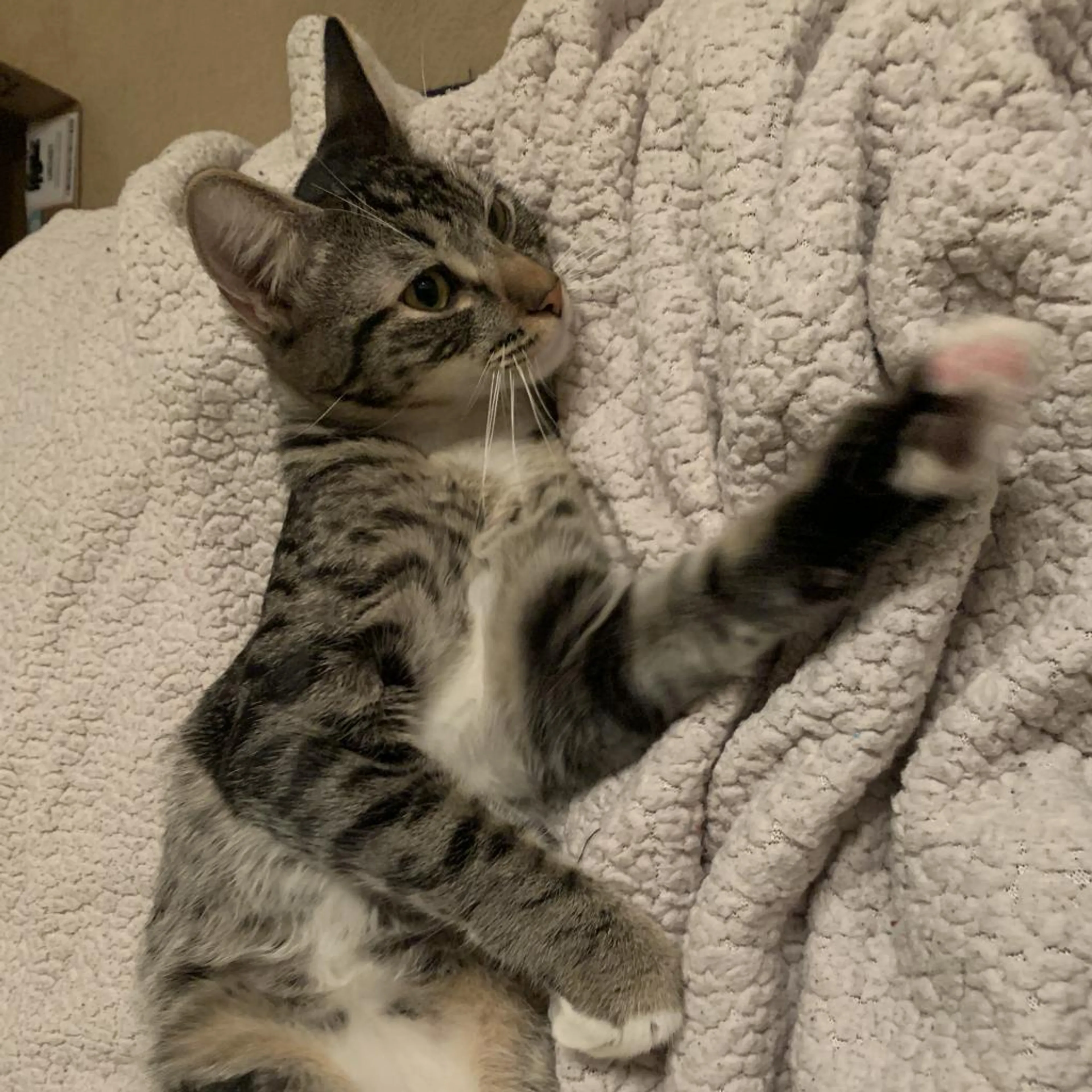 Found pet-4