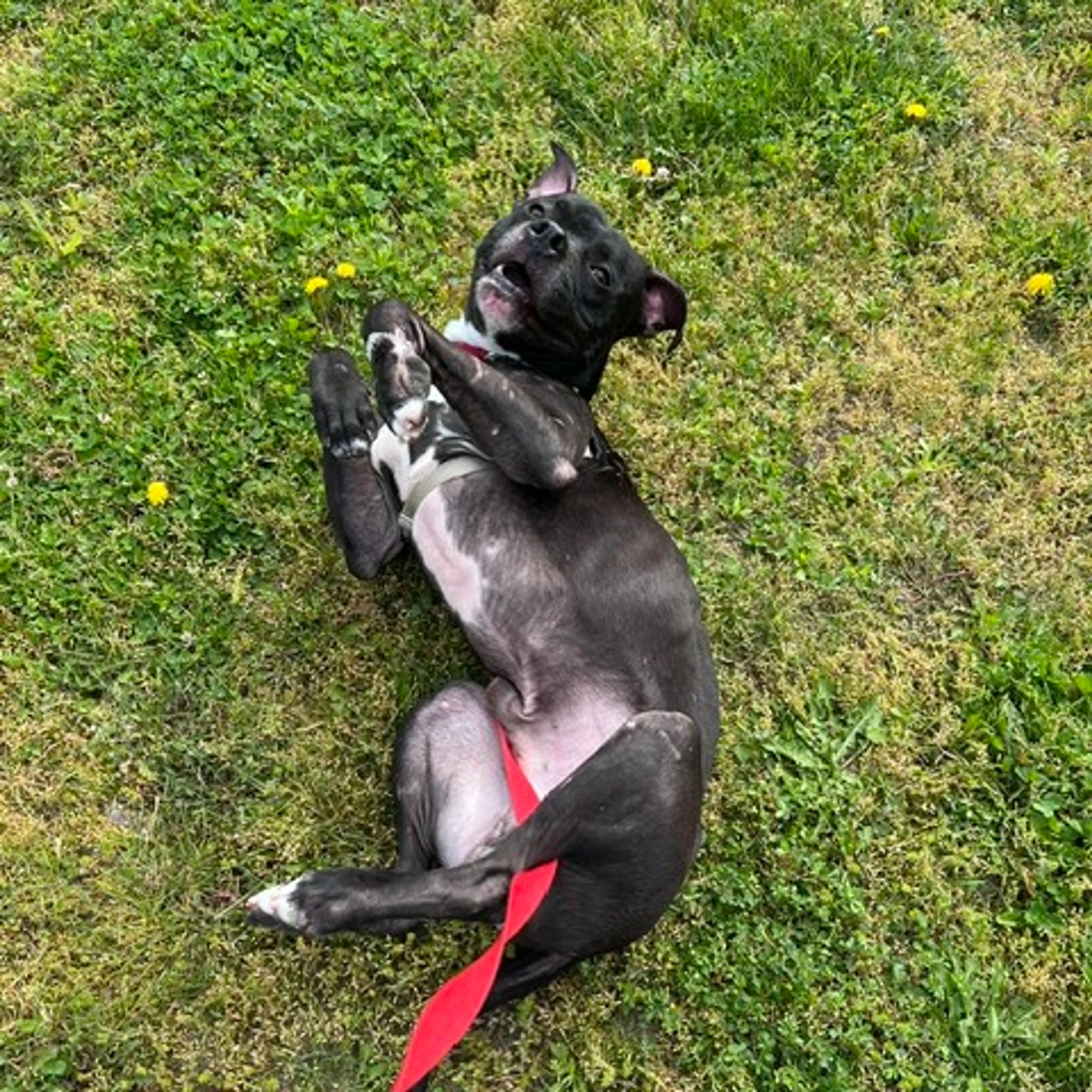 Found pet-2