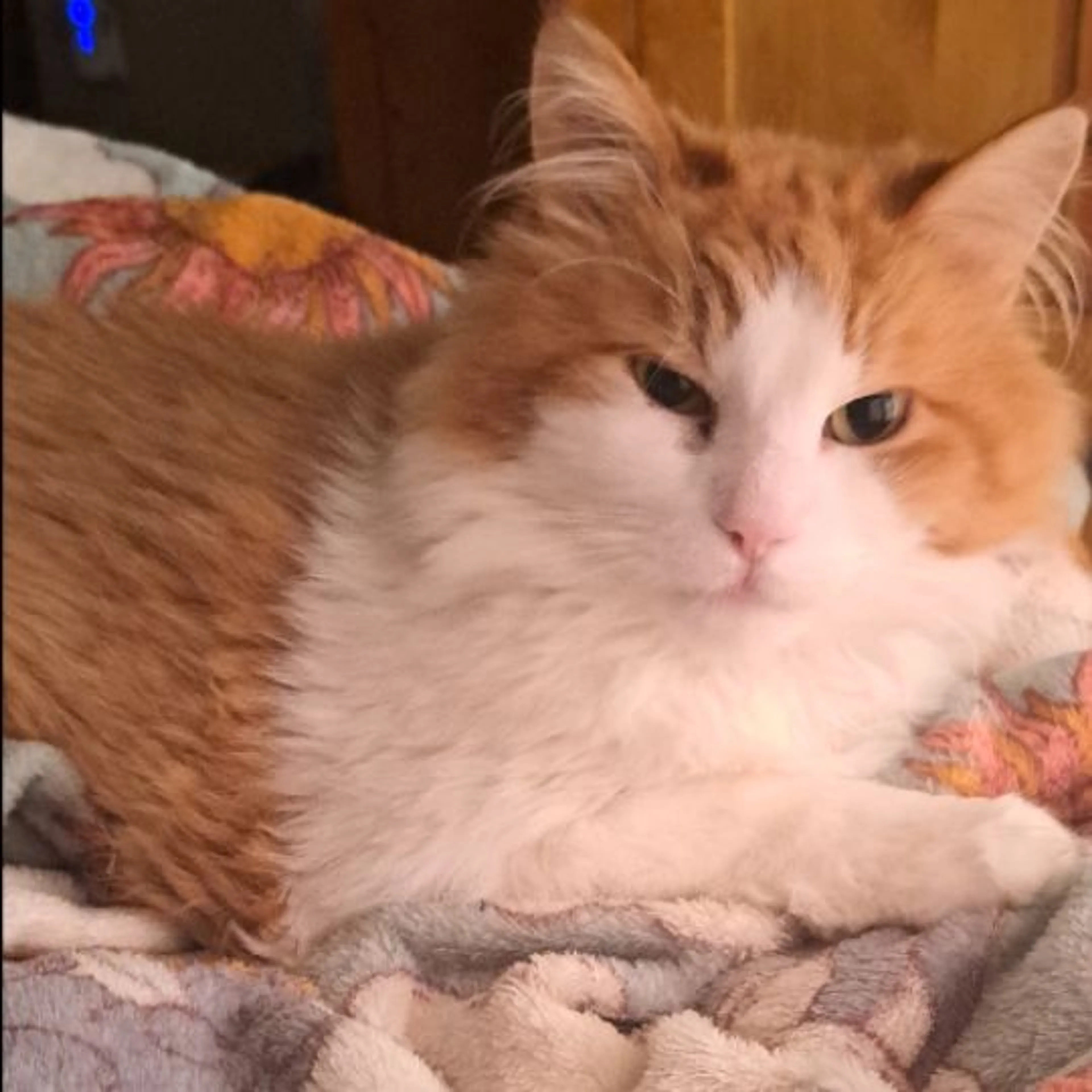 Lost pet