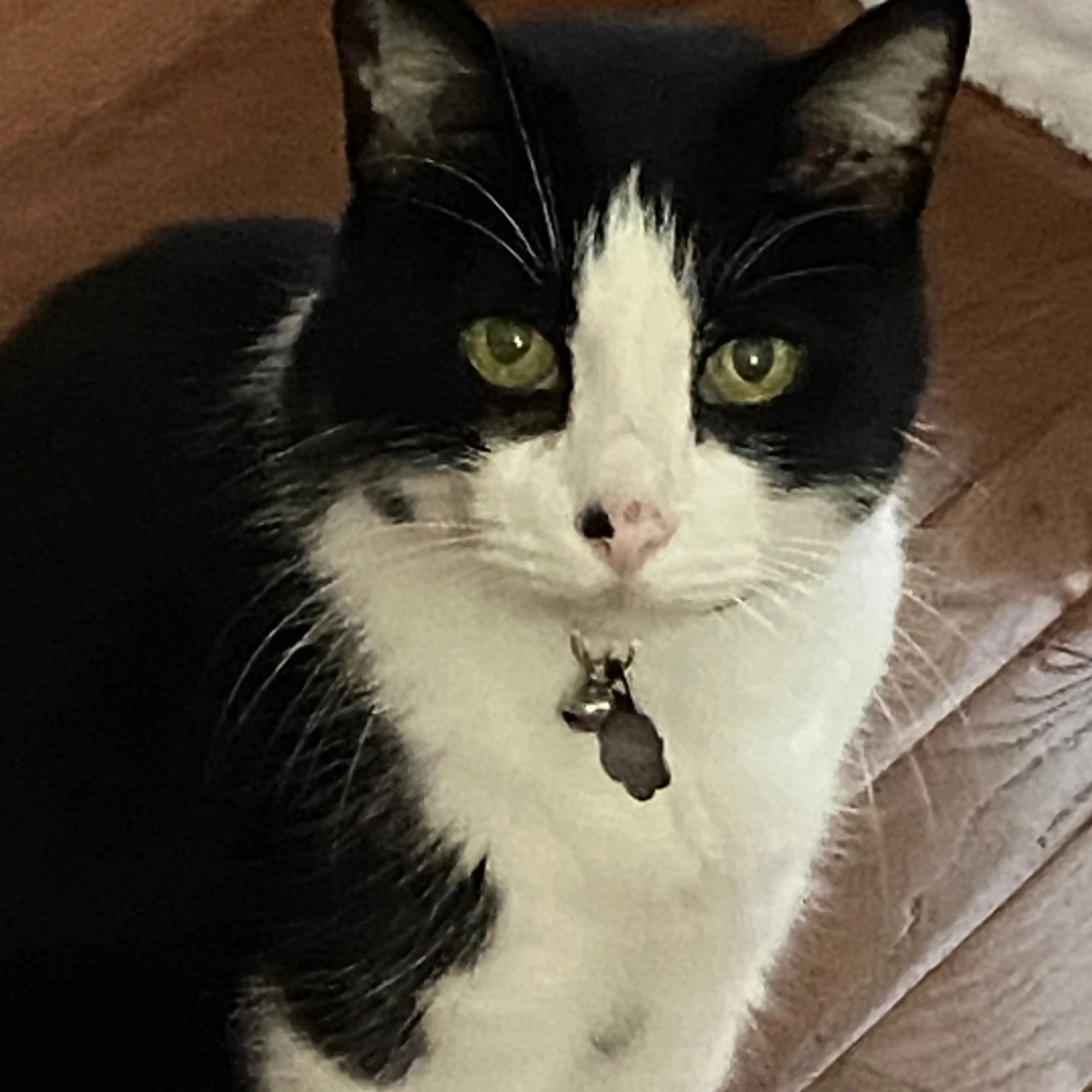 Lost pet-1