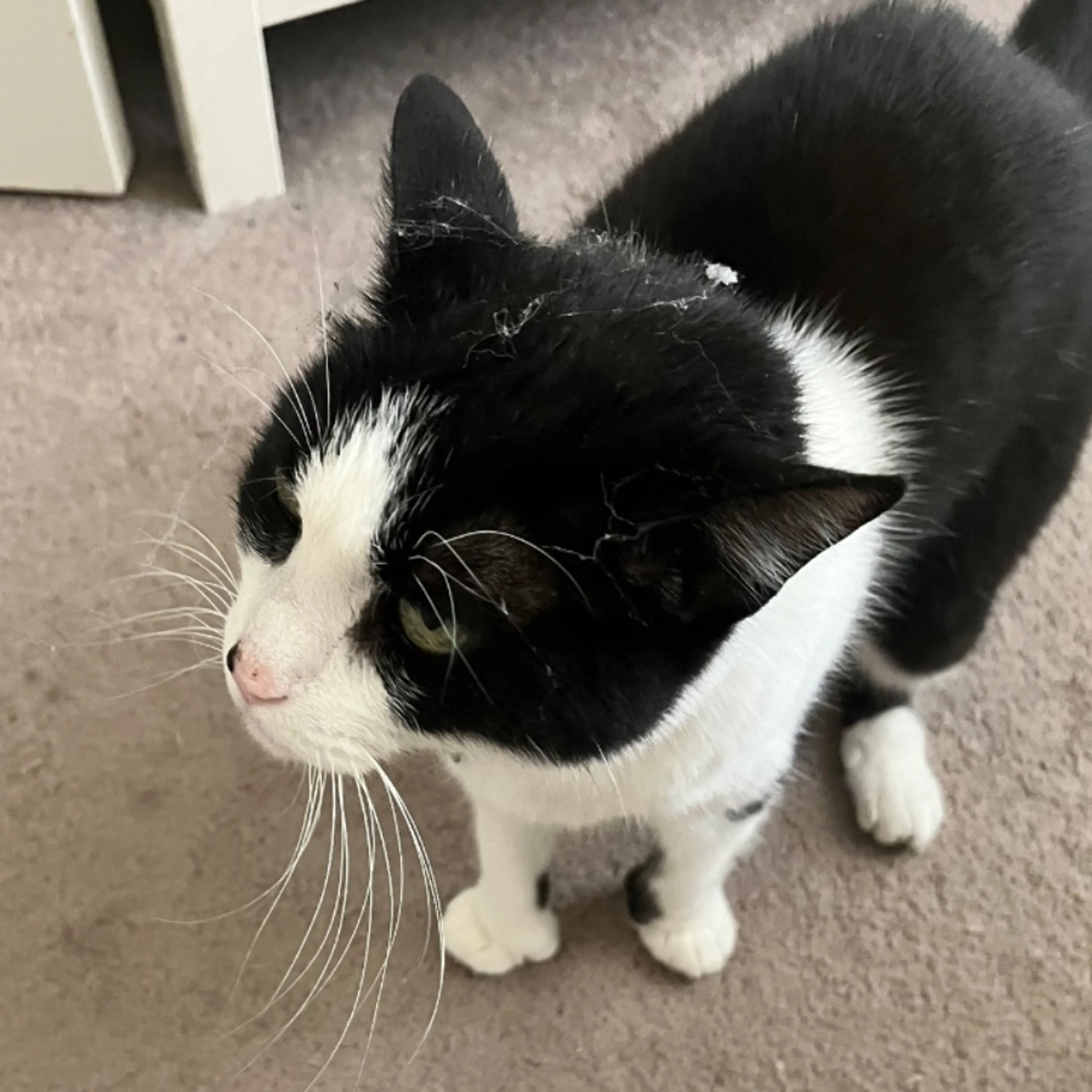 Lost pet-0