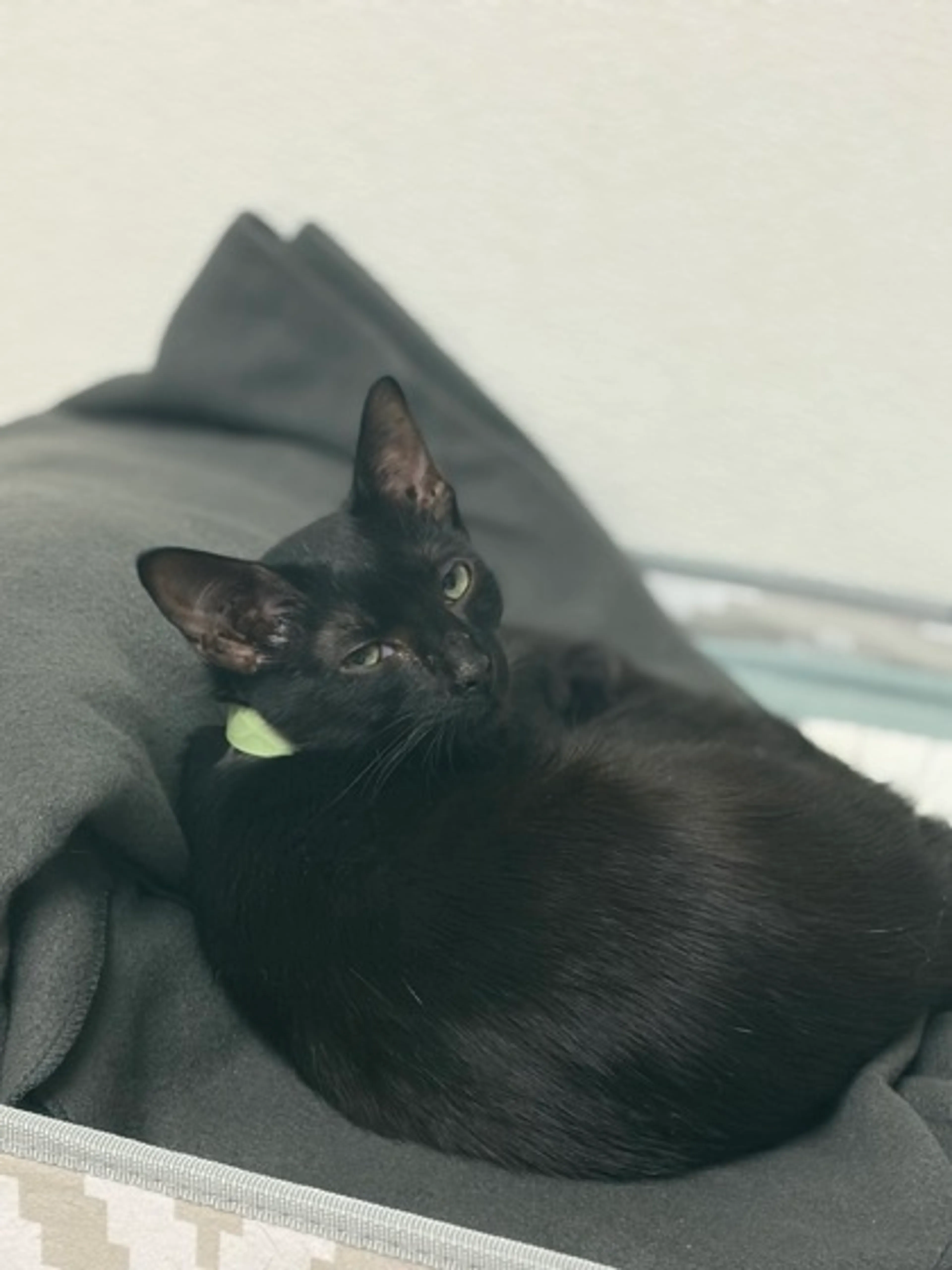Found pet-0