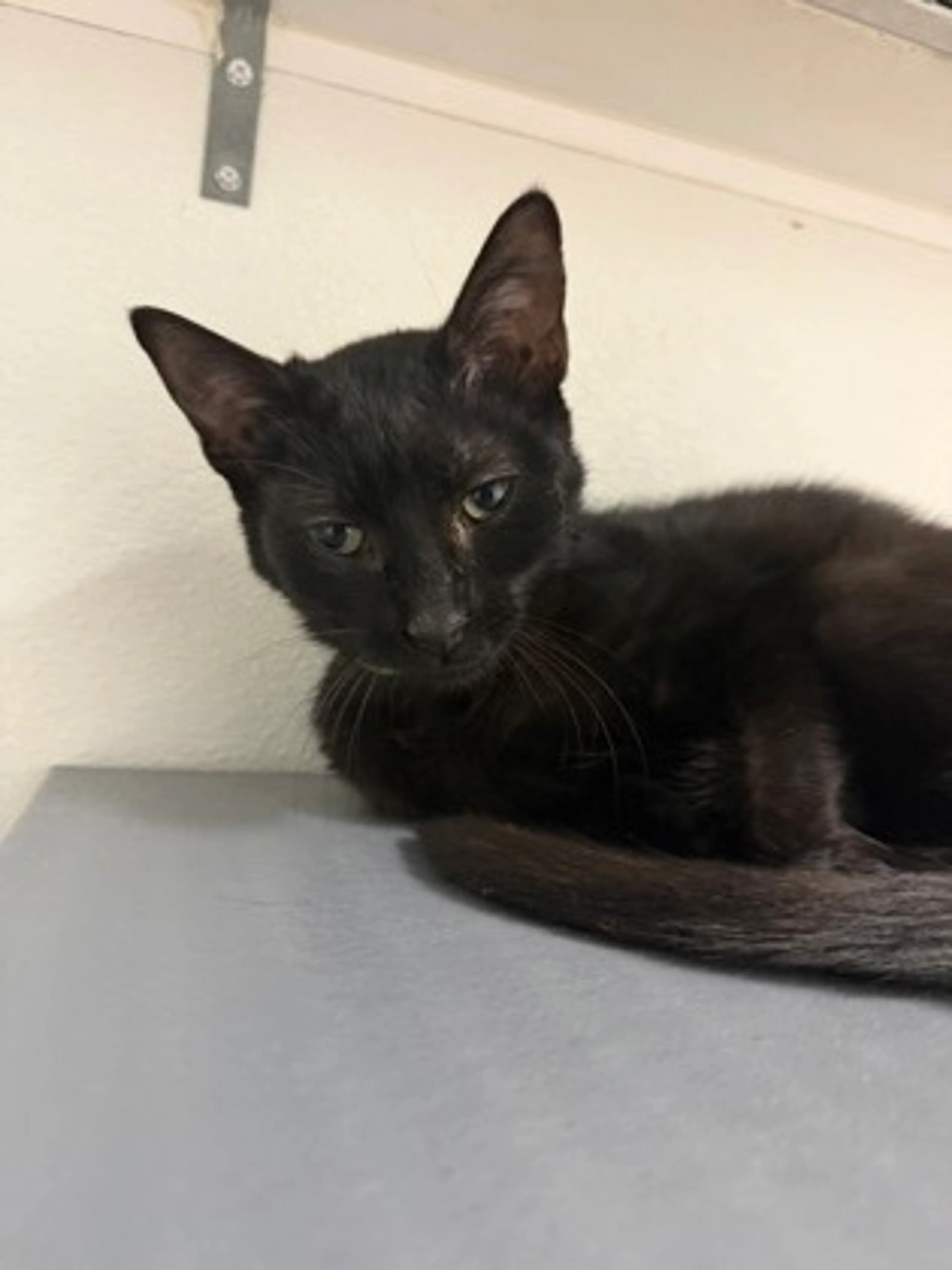 Found pet-1