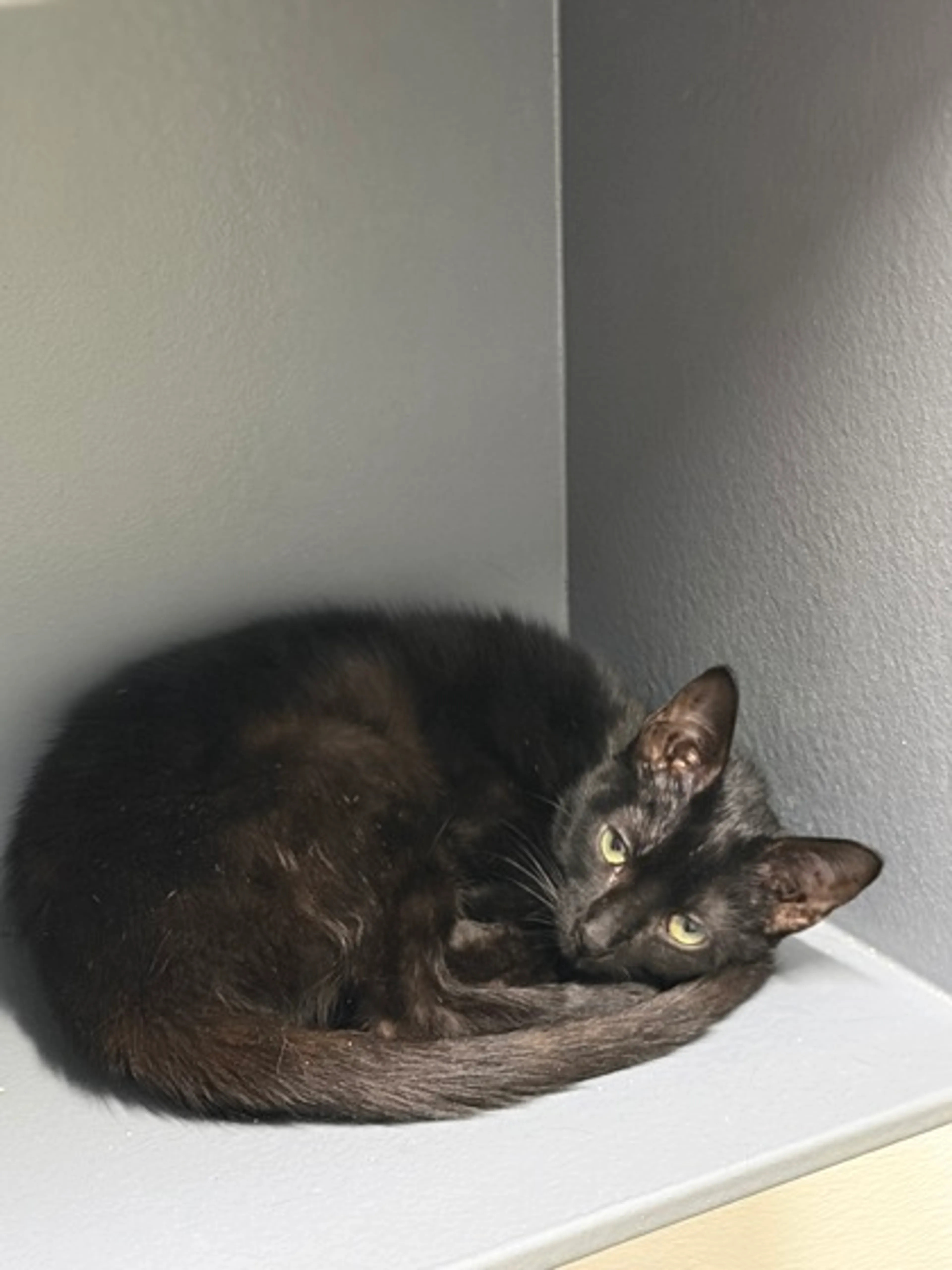 Found pet-2