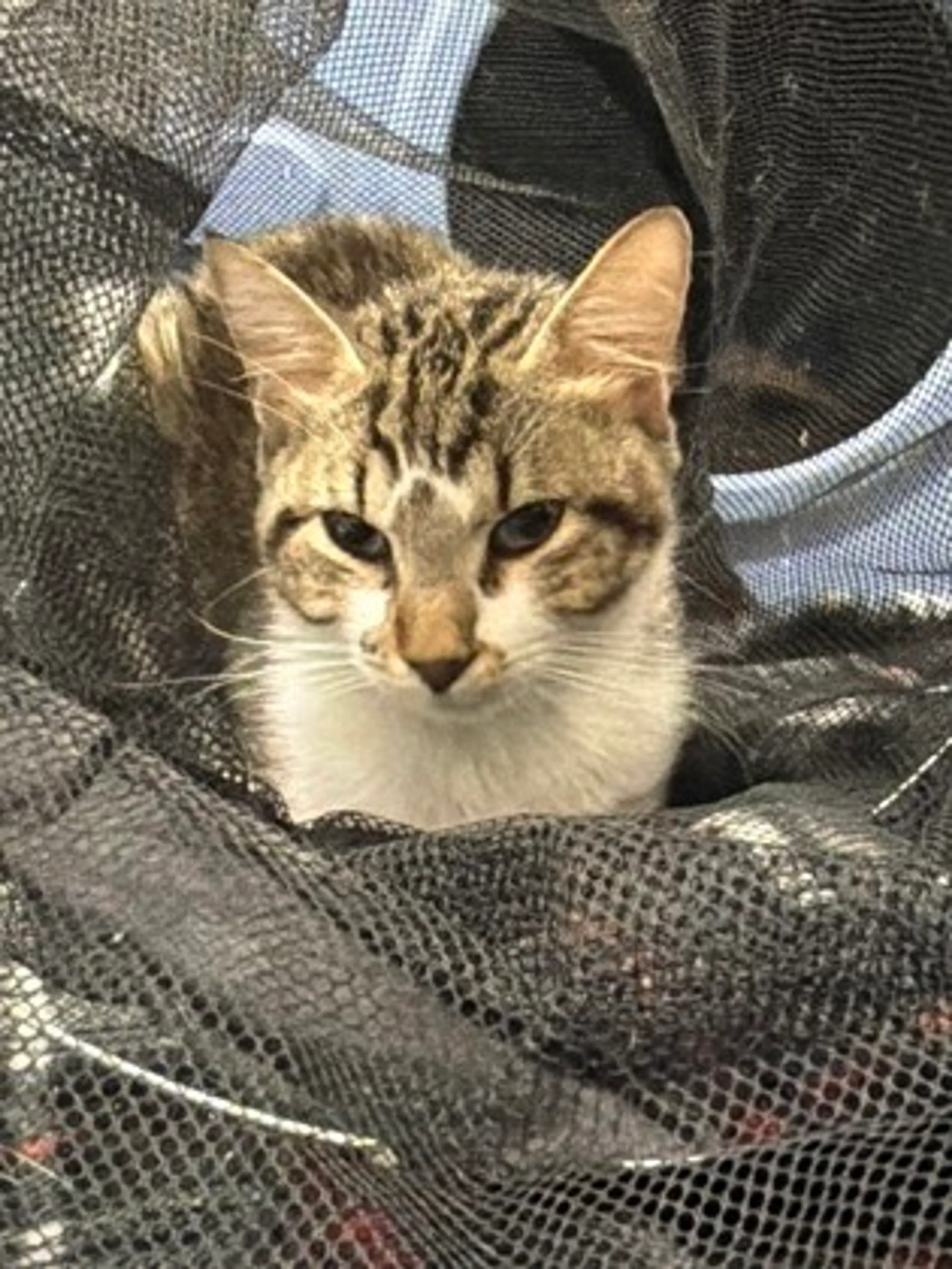 Found pet-1