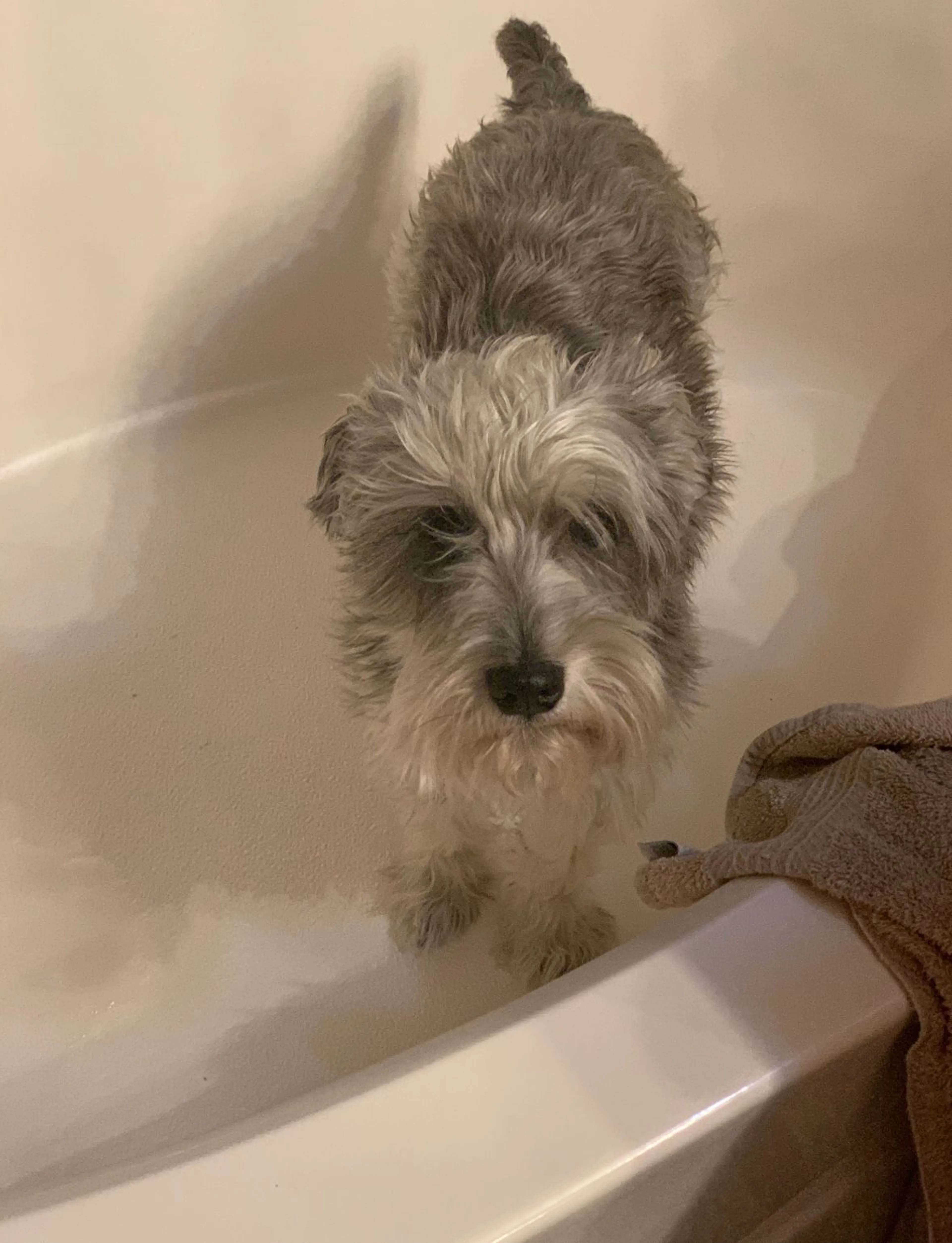 Lost pet