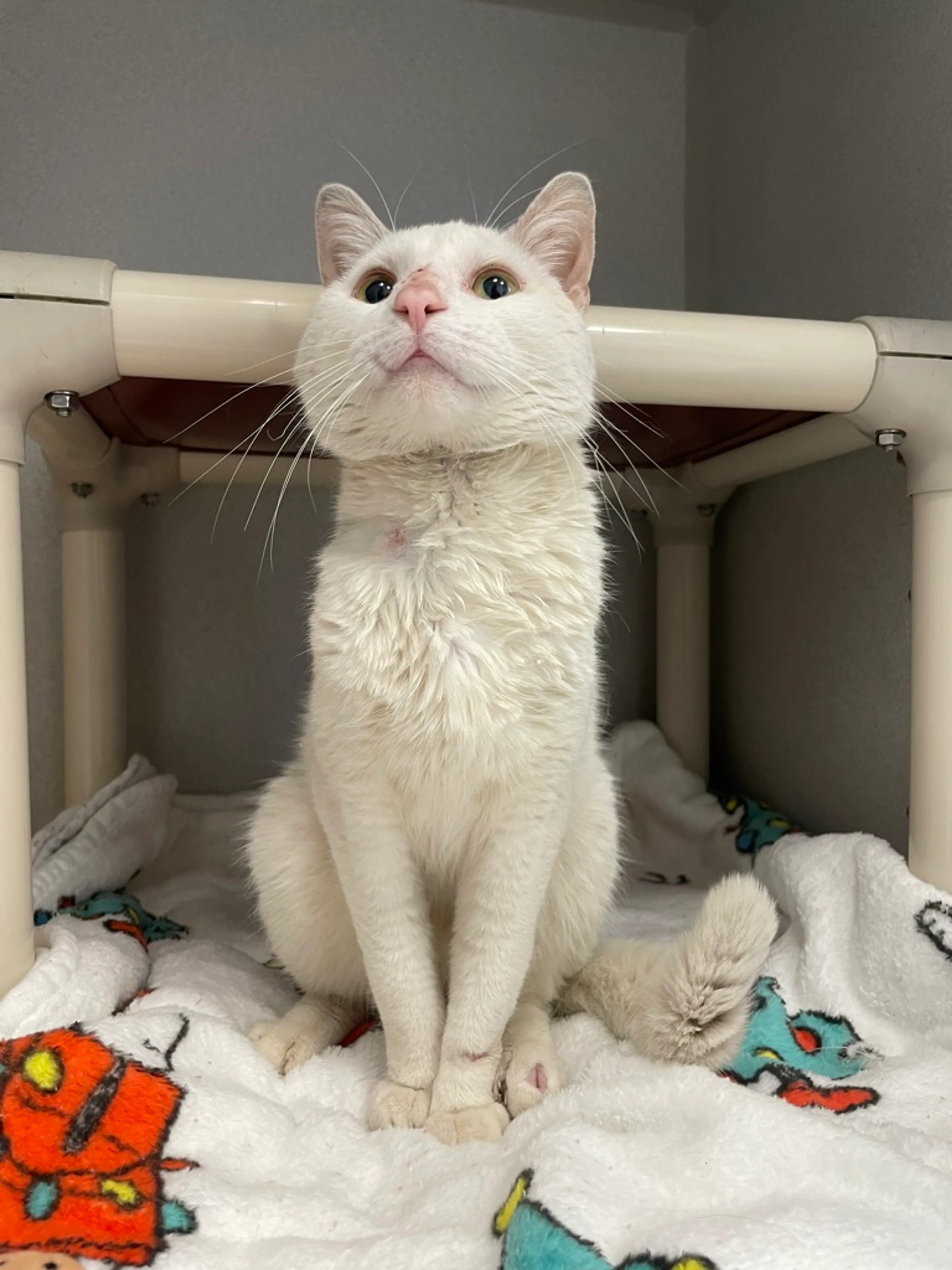 Found pet-1