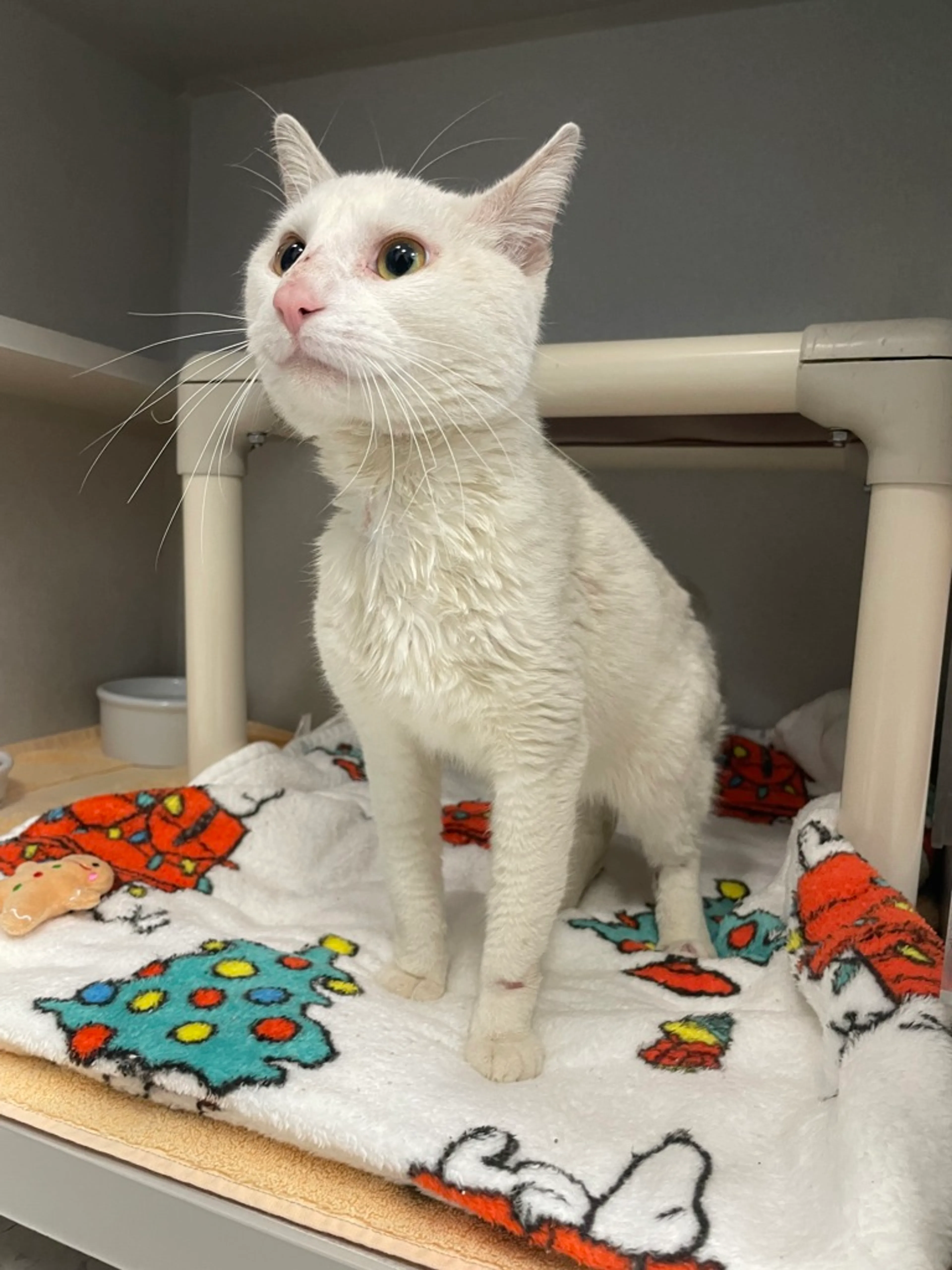 Found pet-2