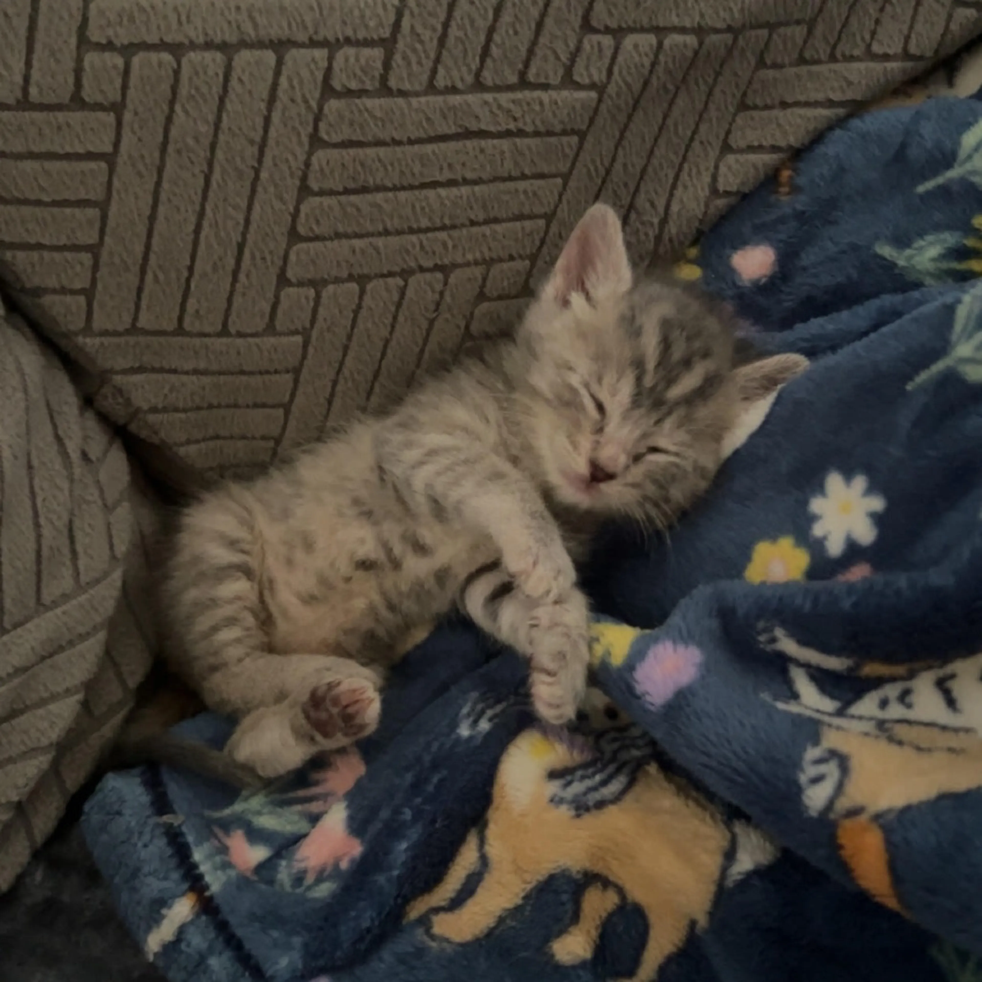 Found pet-3