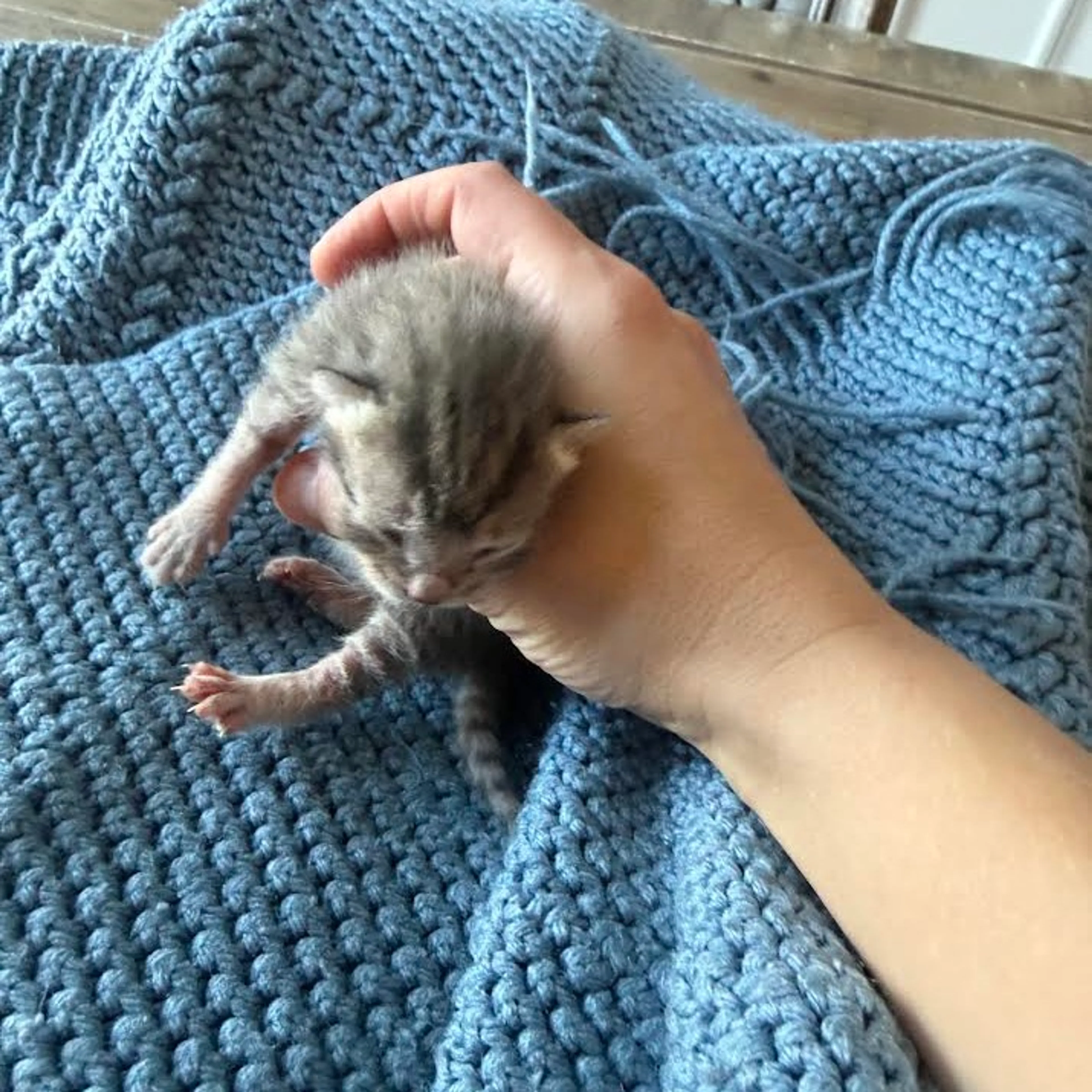 Found pet-1