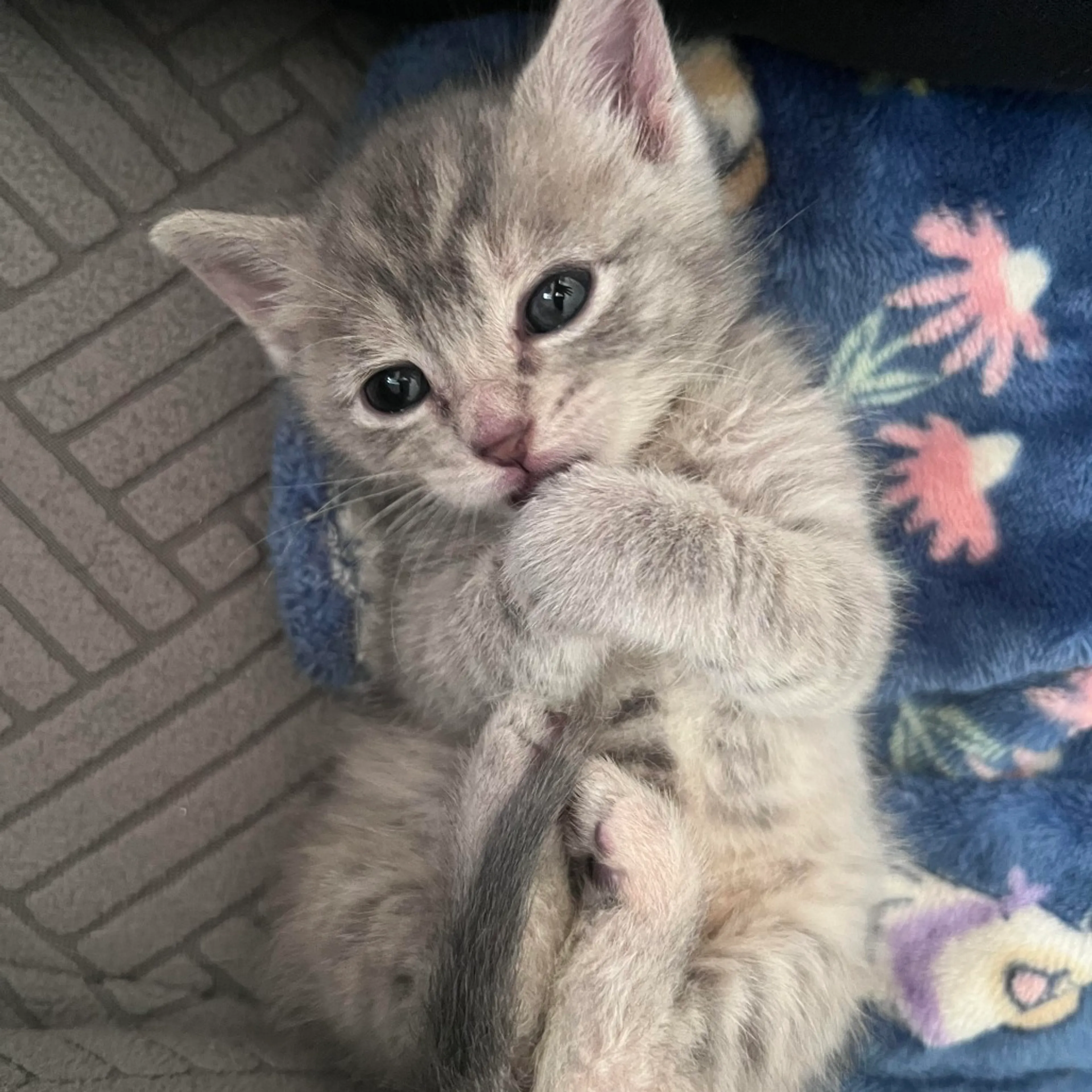 Found pet-0