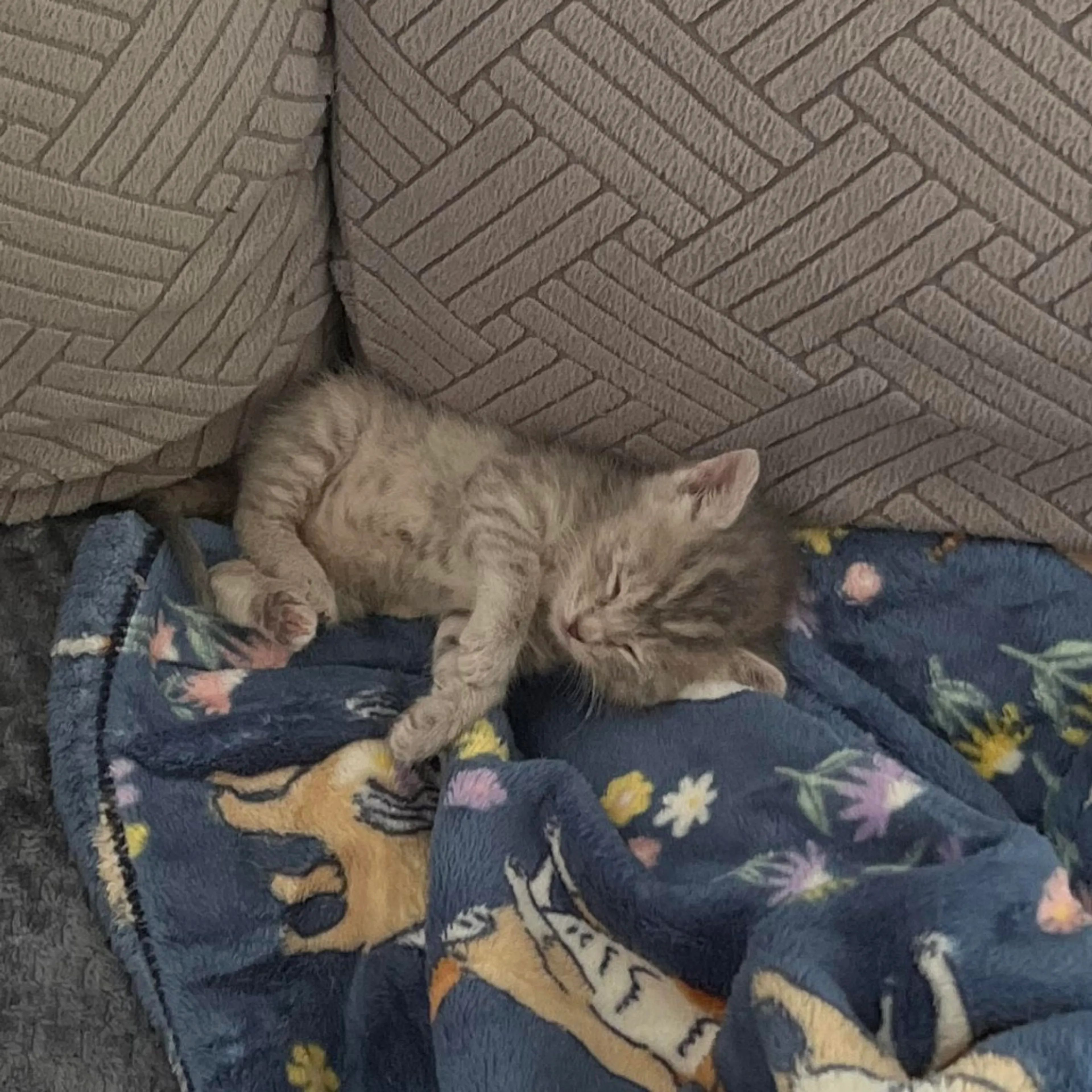 Found pet-2