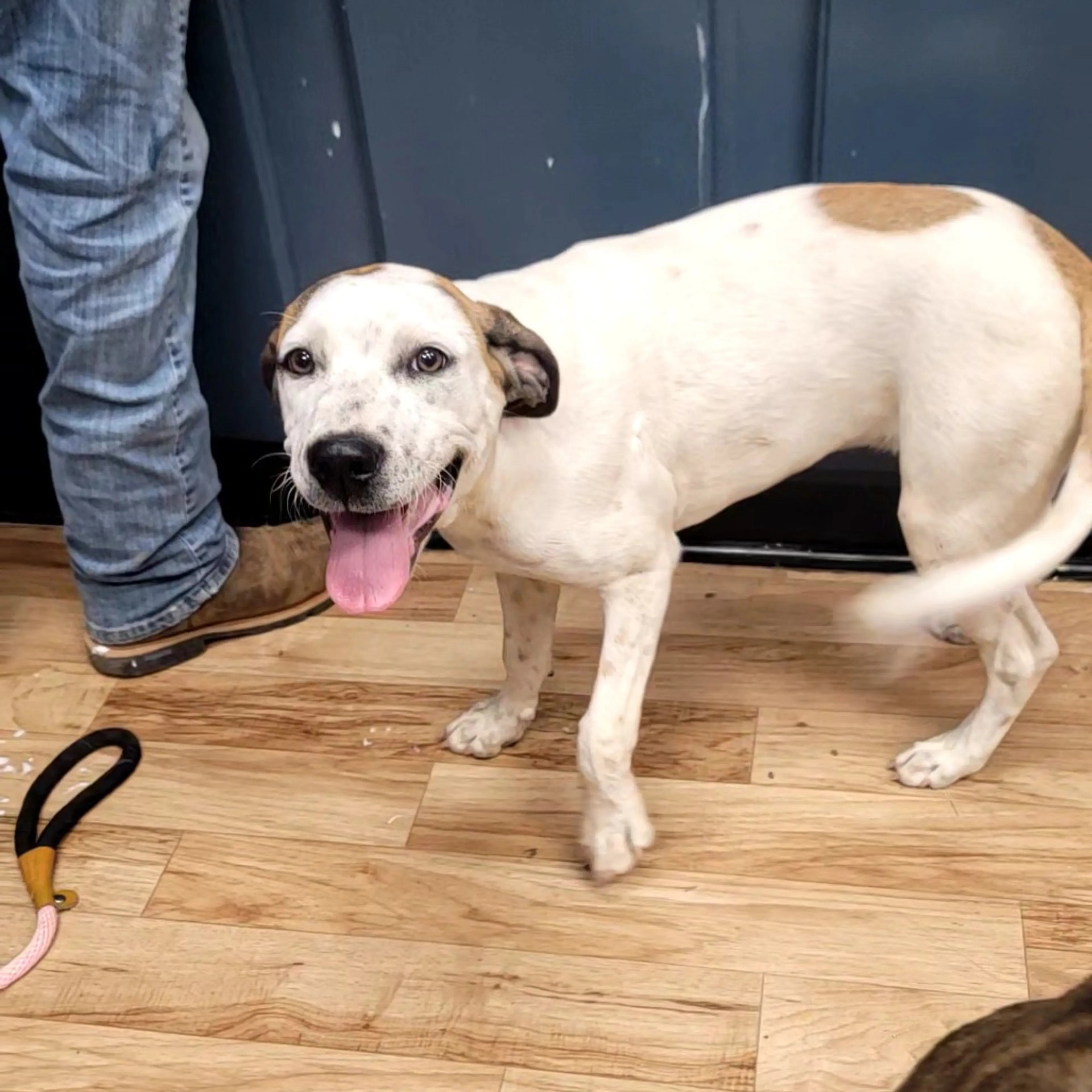 Found pet-2